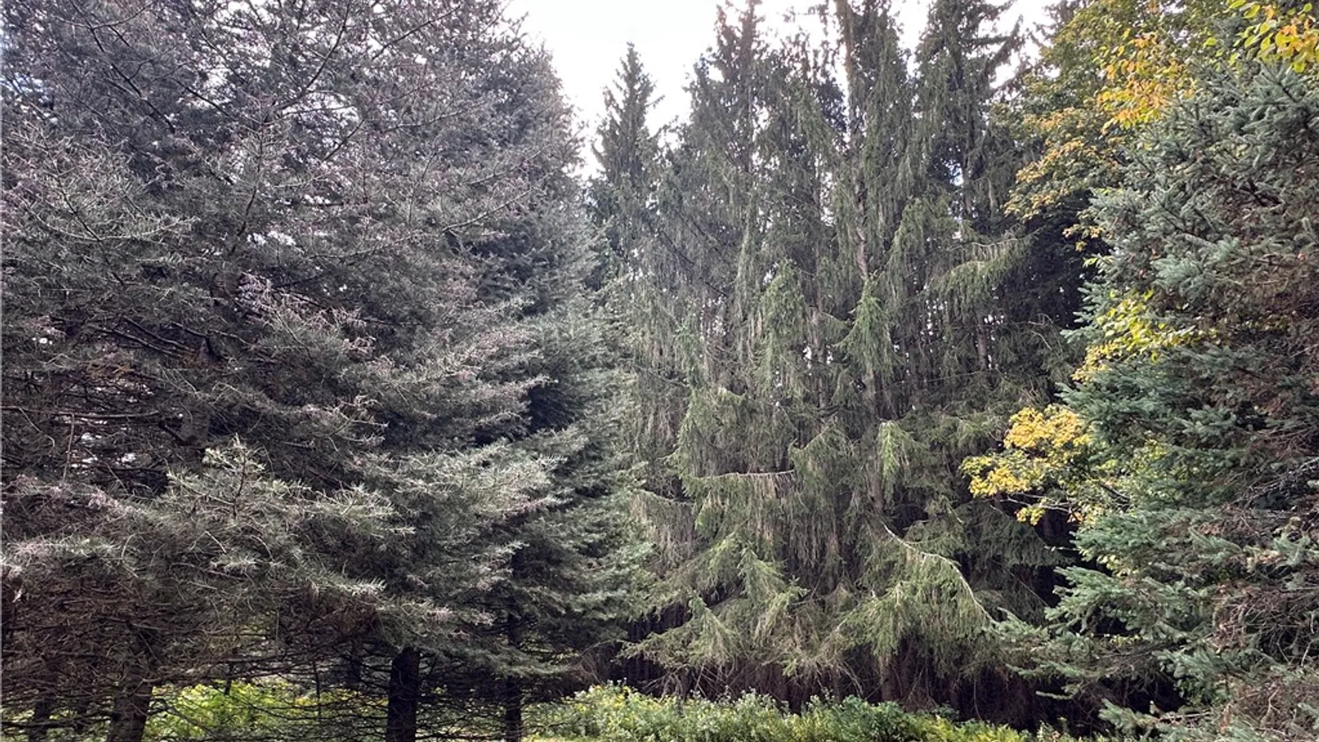 Property at Lot 7 McAndrews Rd, Alfred, NY 14806 6