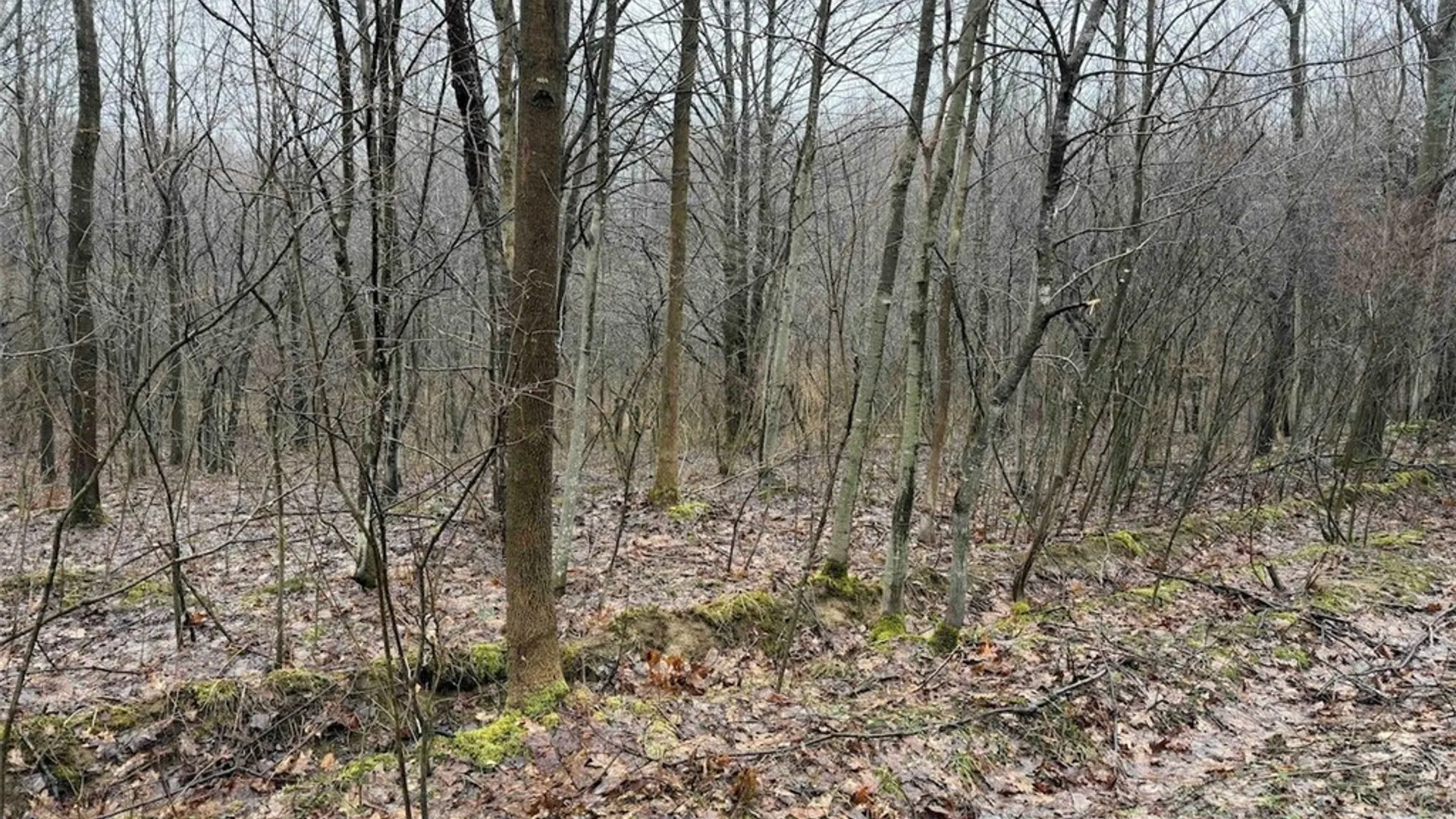 Property at Bliss Road, Portland, NY 14757 15