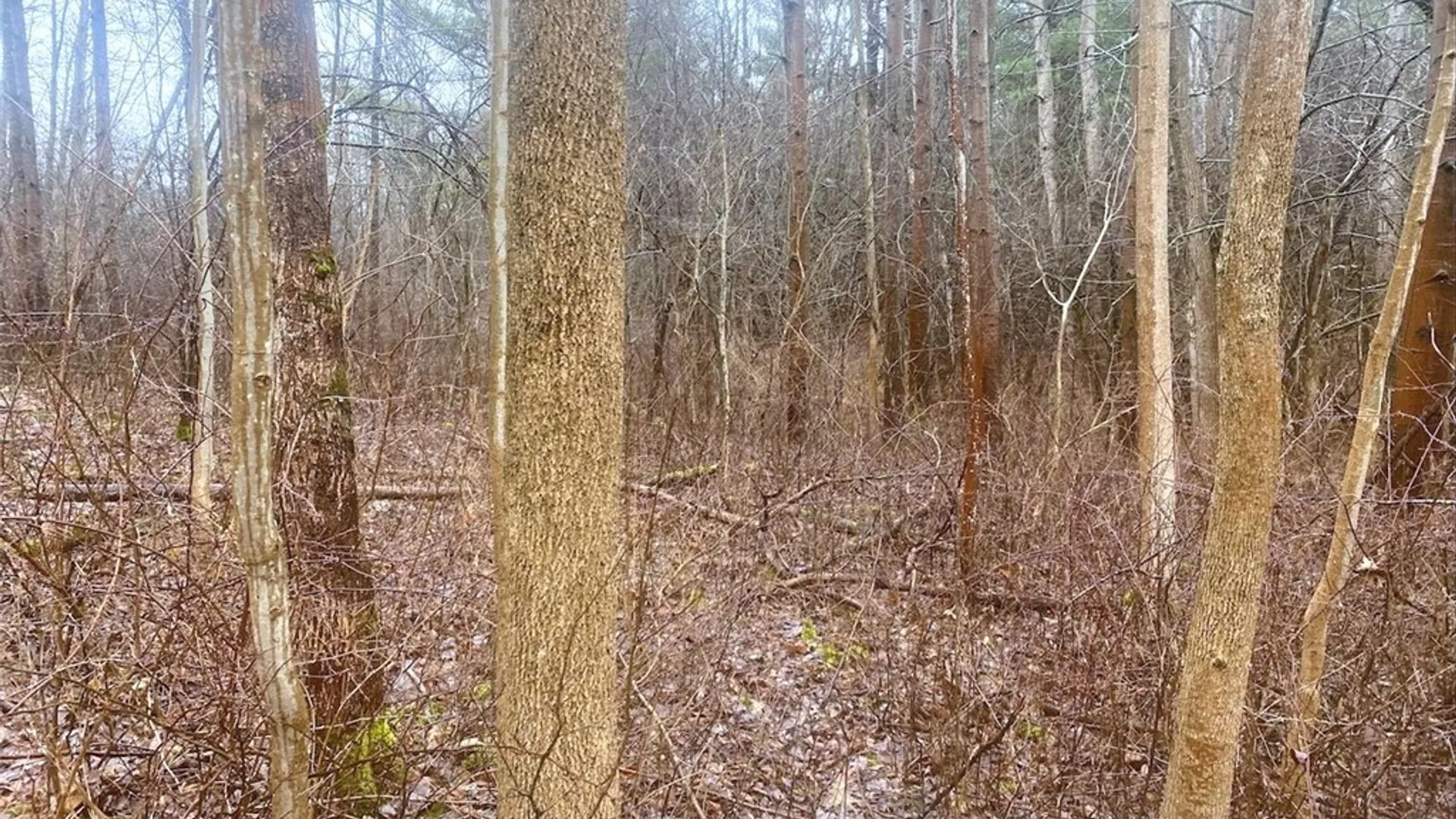 Property at 10138 Schuknecht Road, Hume, NY 14735 10