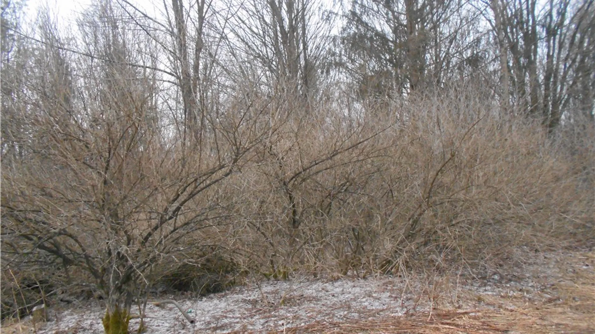 Property at 0 Route 39, Pike, NY 14066 16