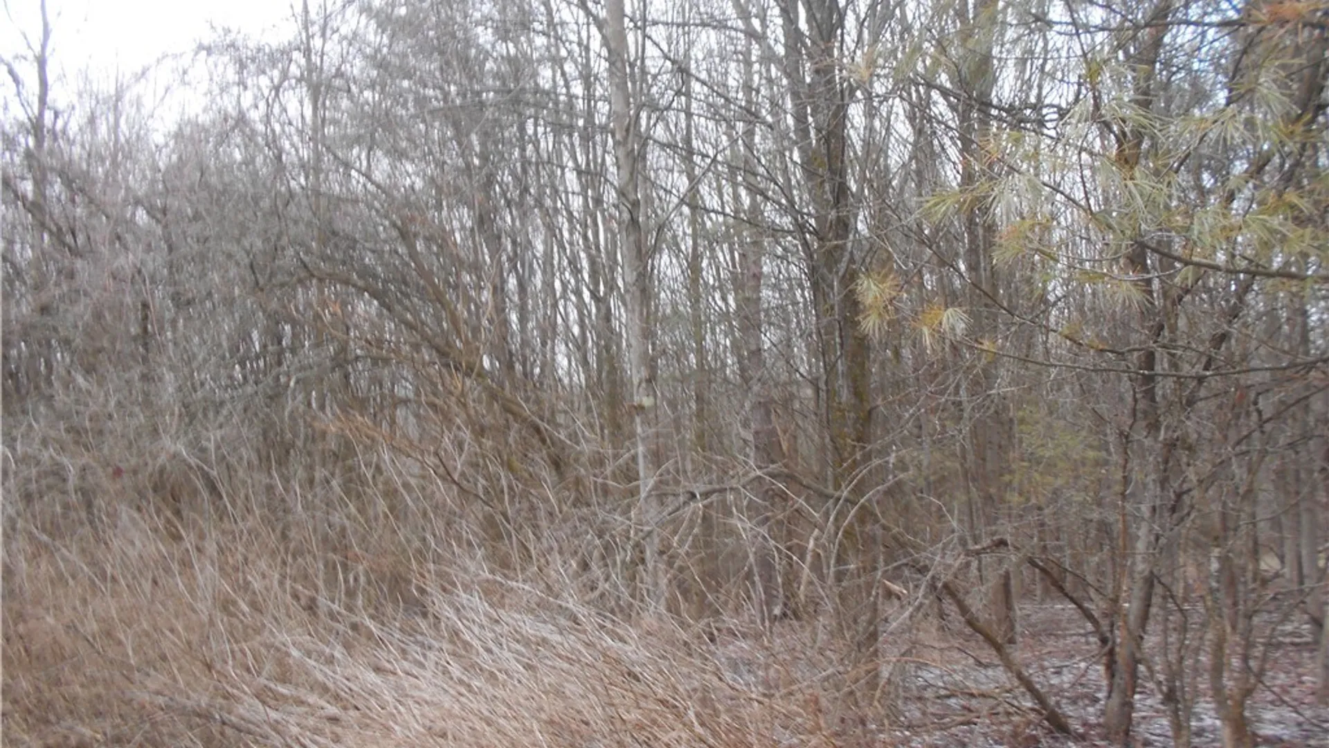 Property at 0 Route 39, Pike, NY 14066 19