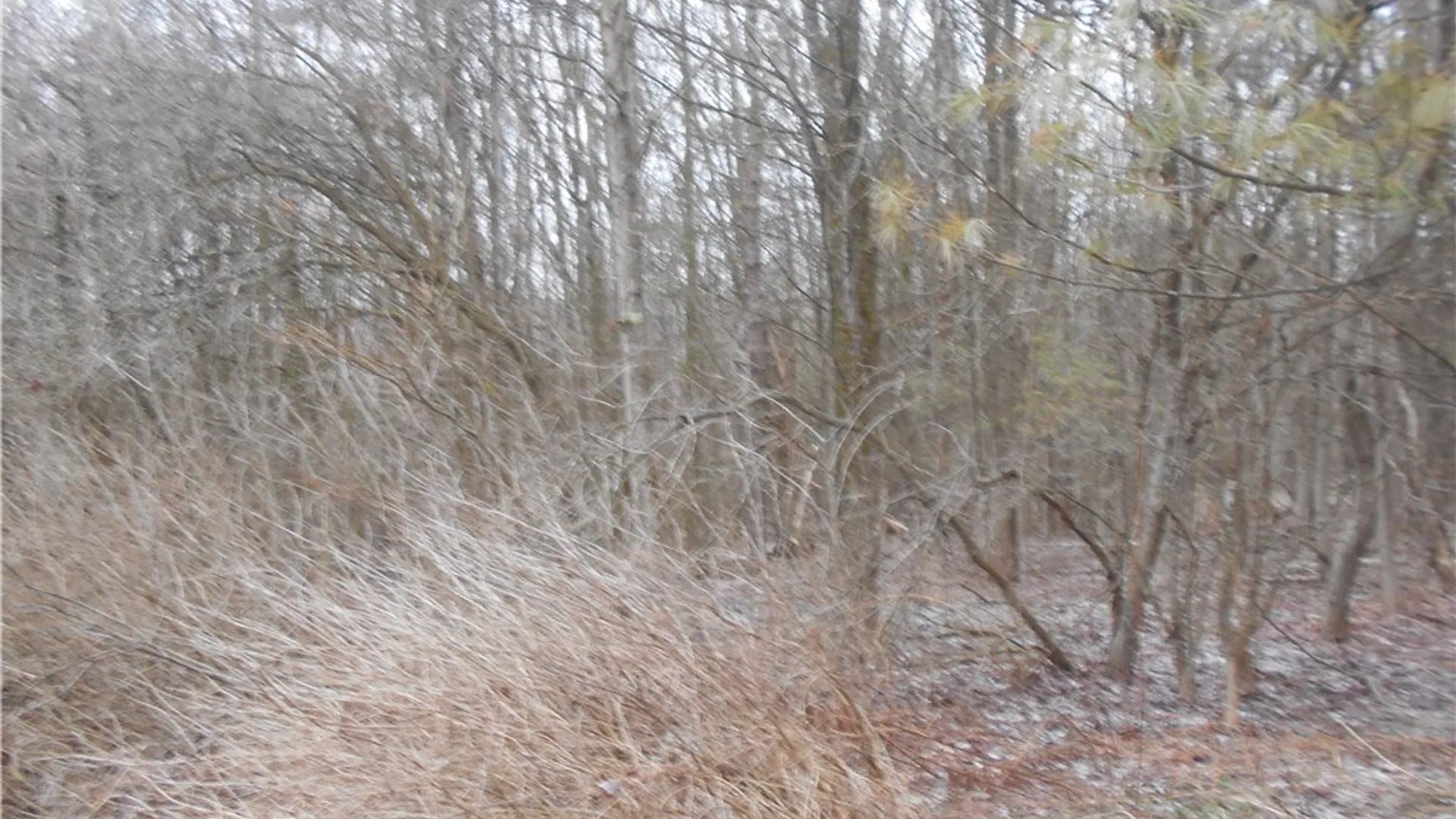 Property at 0 Route 39, Pike, NY 14066 20