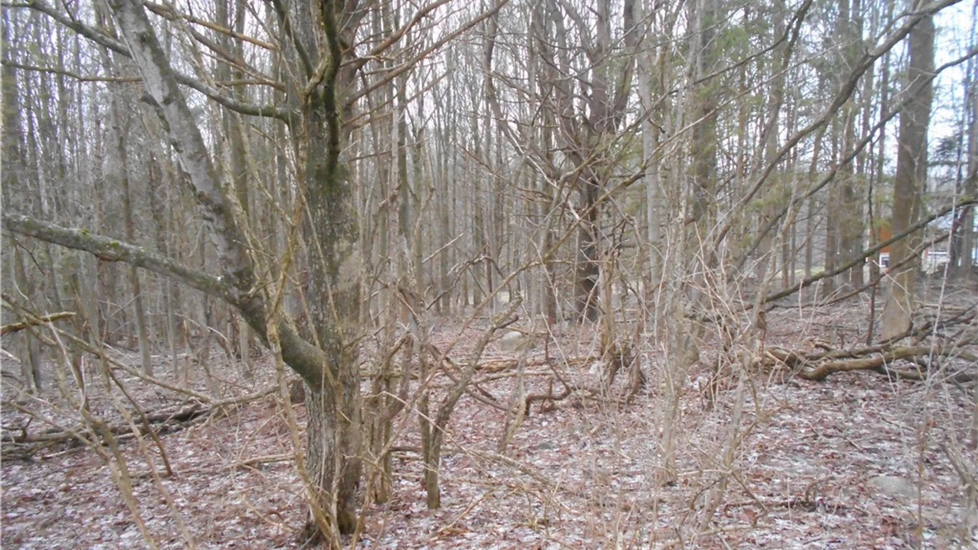 Property at 0 Route 39, Pike, NY 14066 21