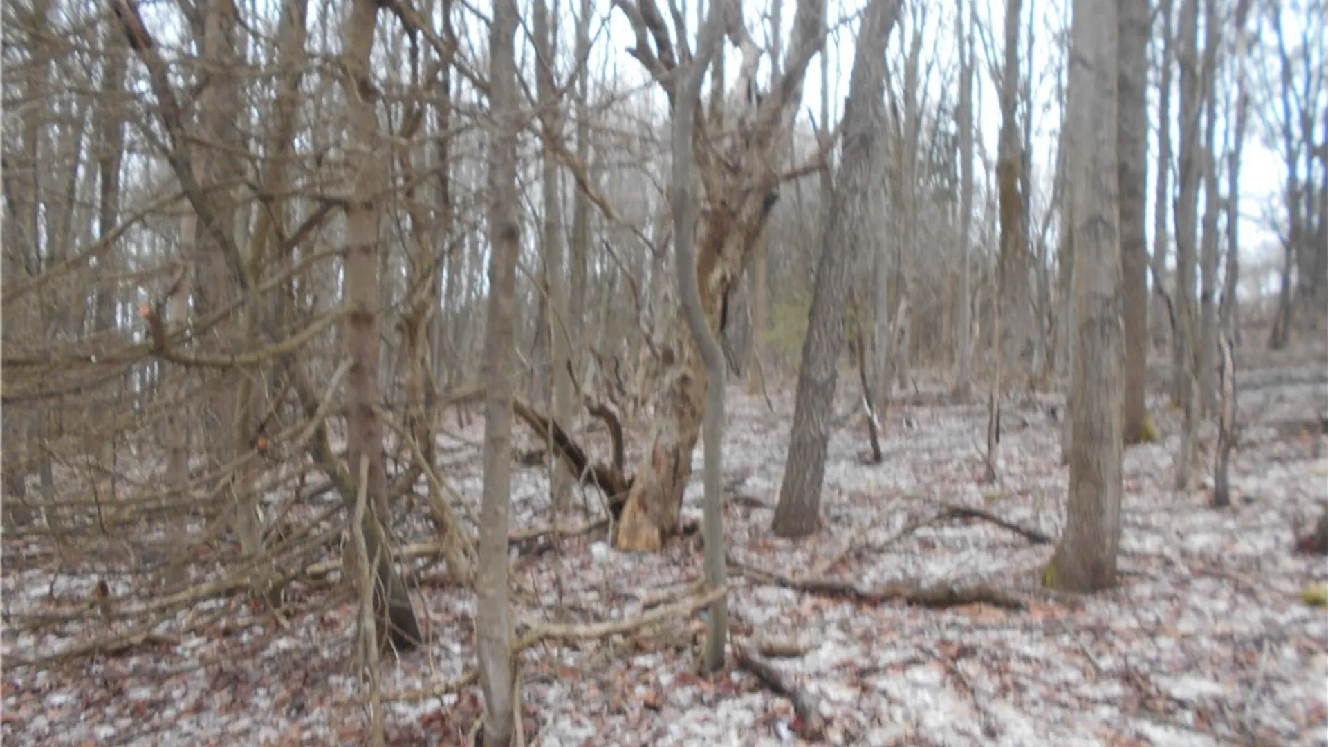 Property at 0 Route 39, Pike, NY 14066 24