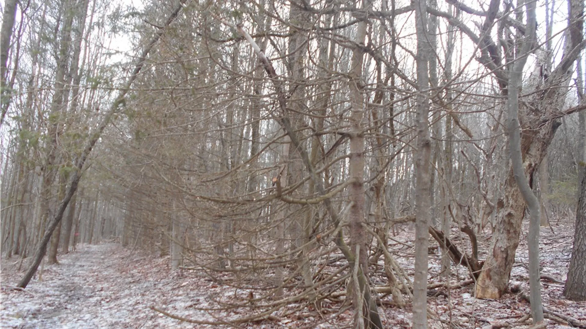 Property at 0 Route 39, Pike, NY 14066 25