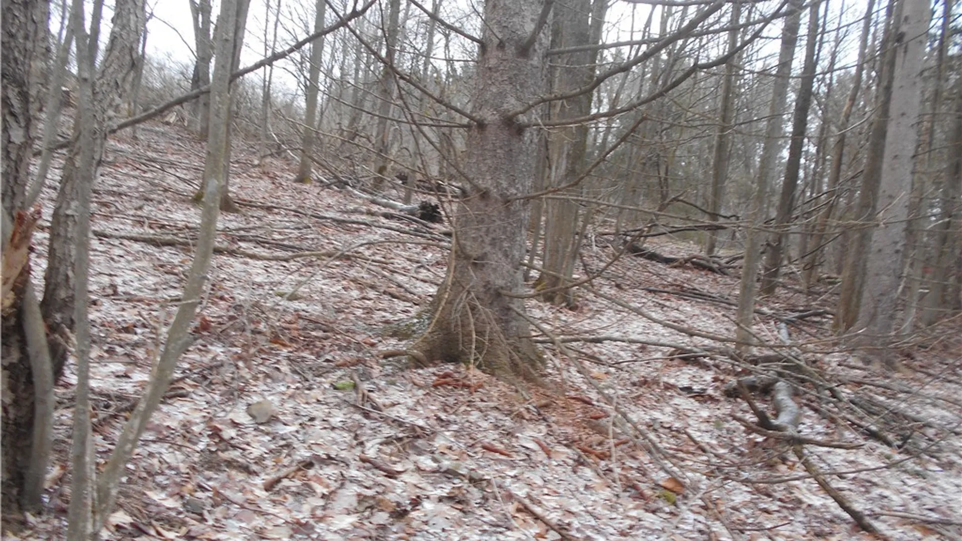 Property at 0 Route 39, Pike, NY 14066 26