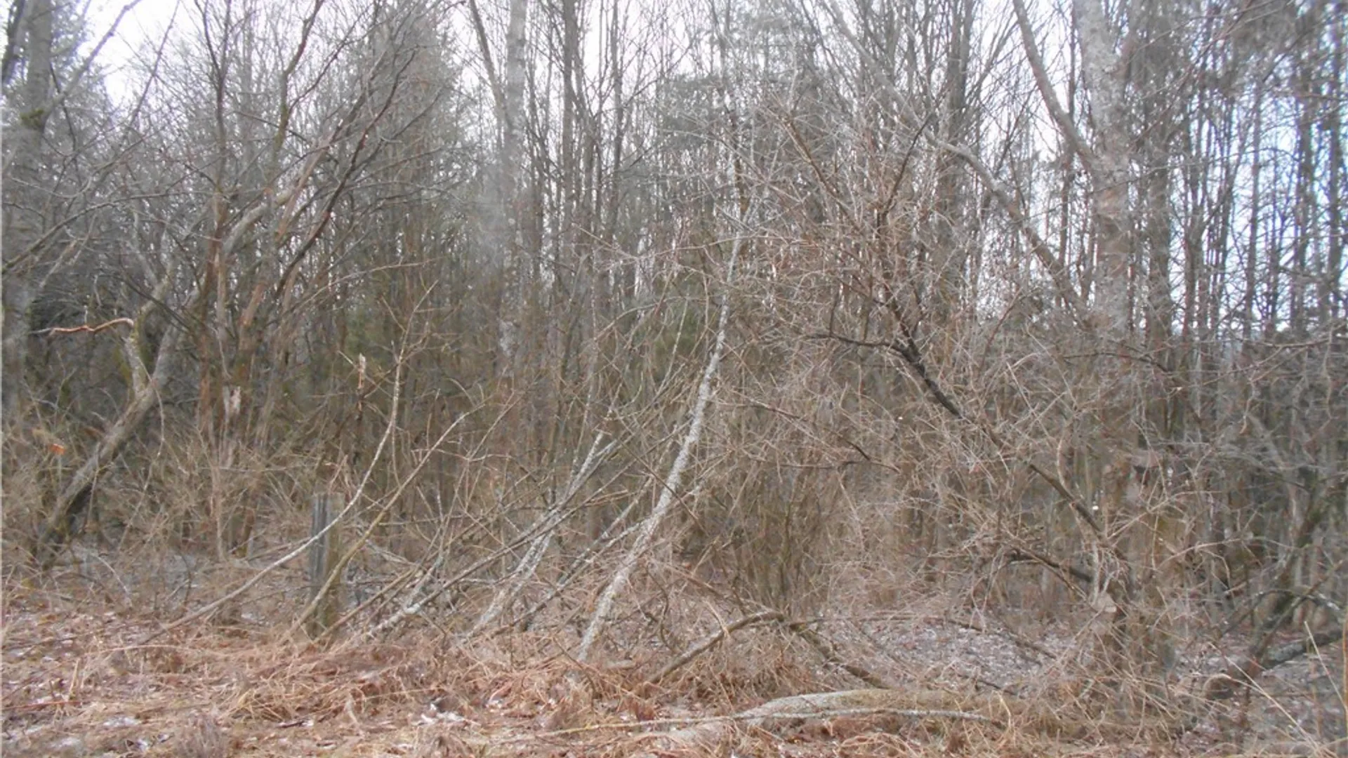 Property at 0 Route 39, Pike, NY 14066 3