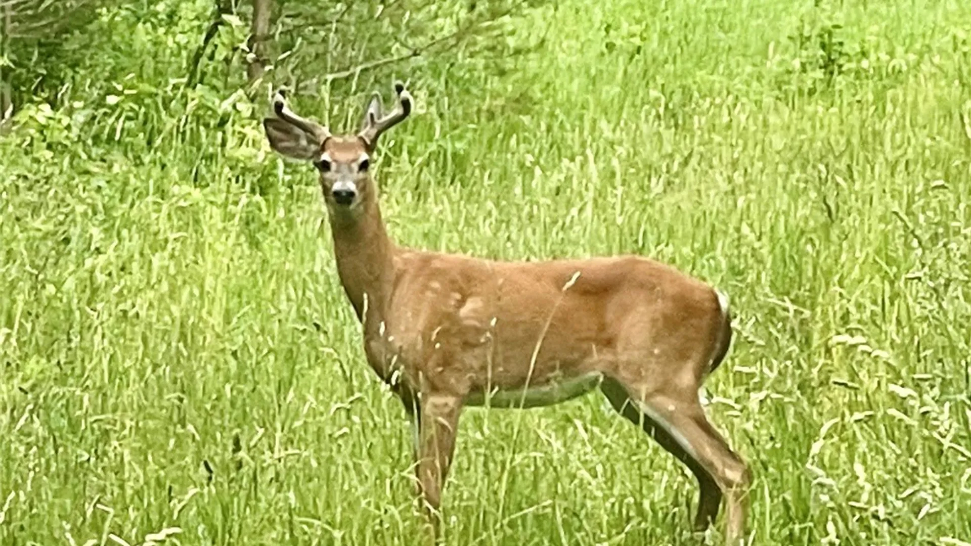 Property at 278 Country Club, Fowler, NY 13642 45