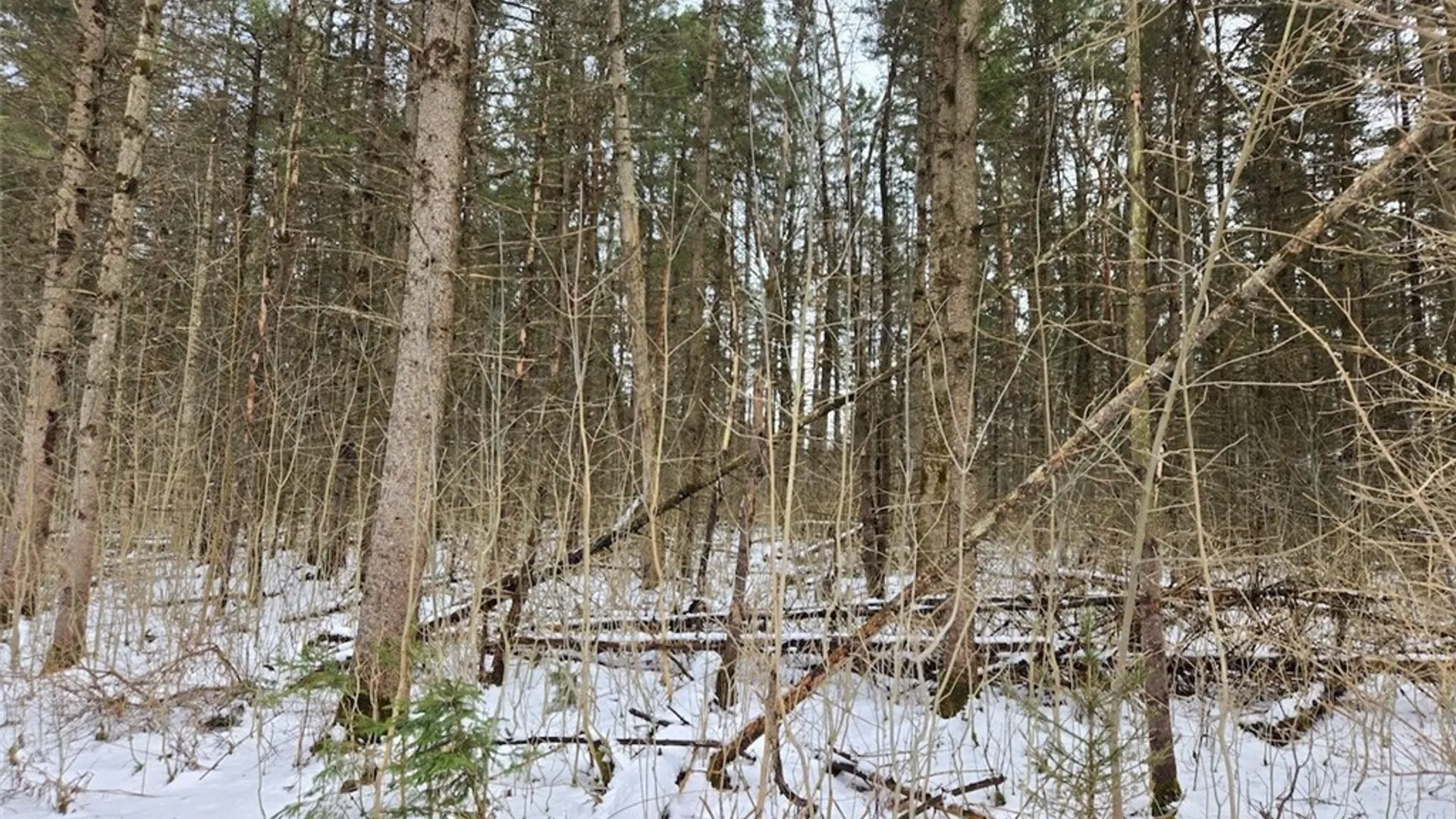 Property at Syler Road, Orangeville, NY 14569 12