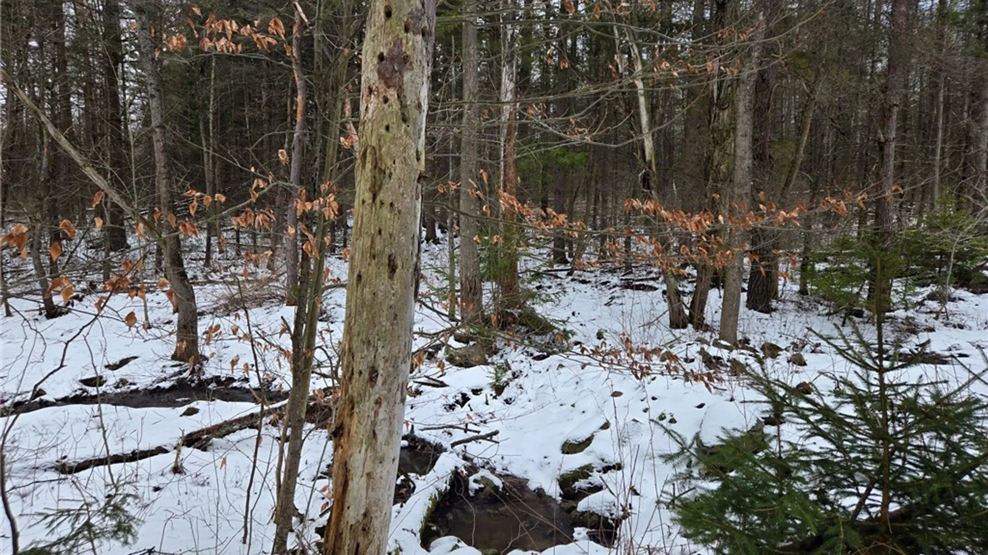Property at Syler Road, Orangeville, NY 14569 14