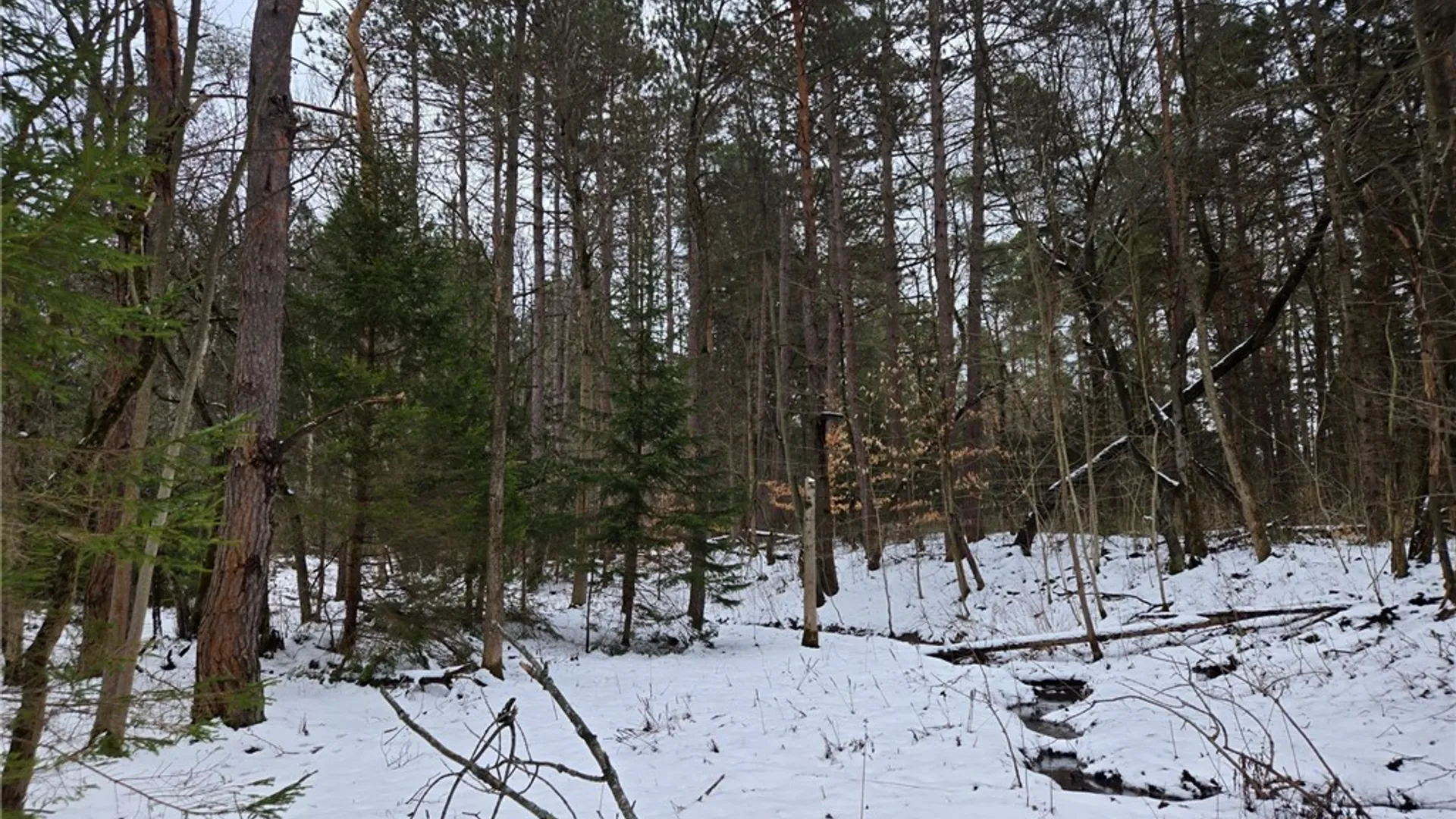 Property at Syler Road, Orangeville, NY 14569 15