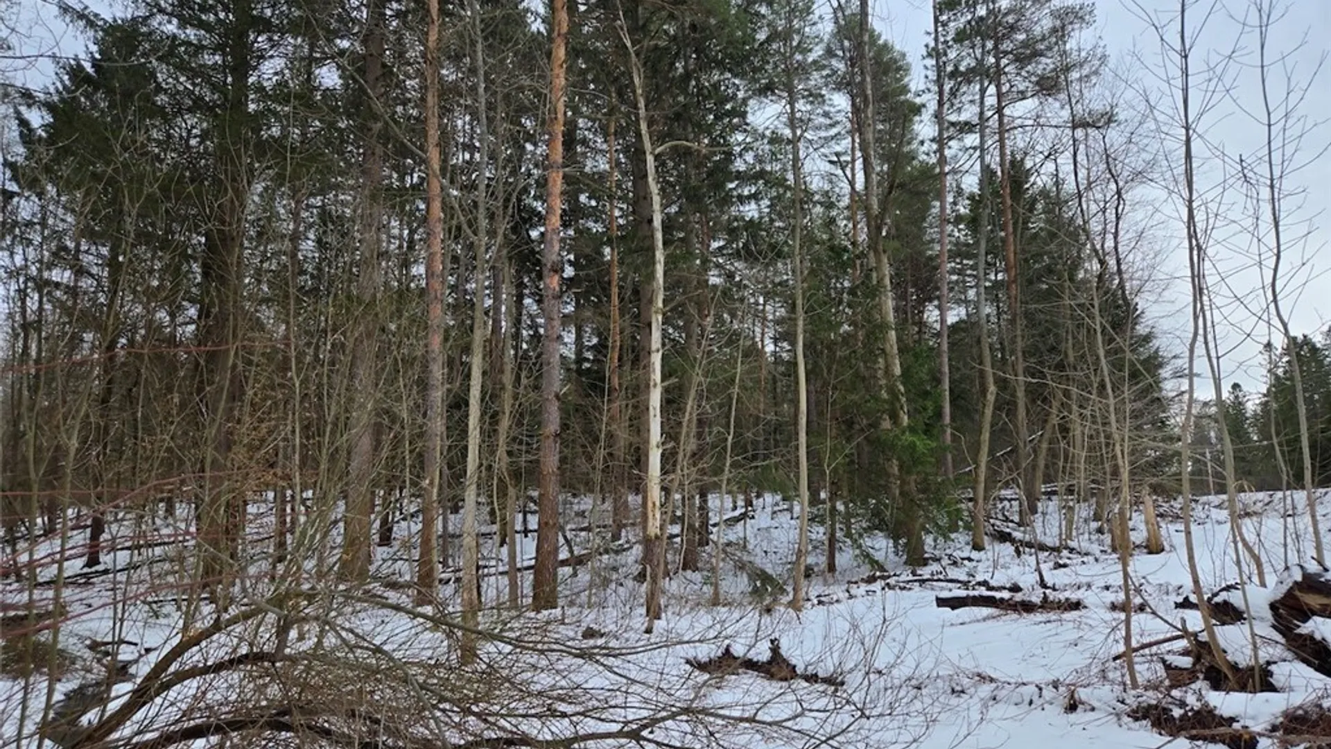 Property at Syler Road, Orangeville, NY 14569 5