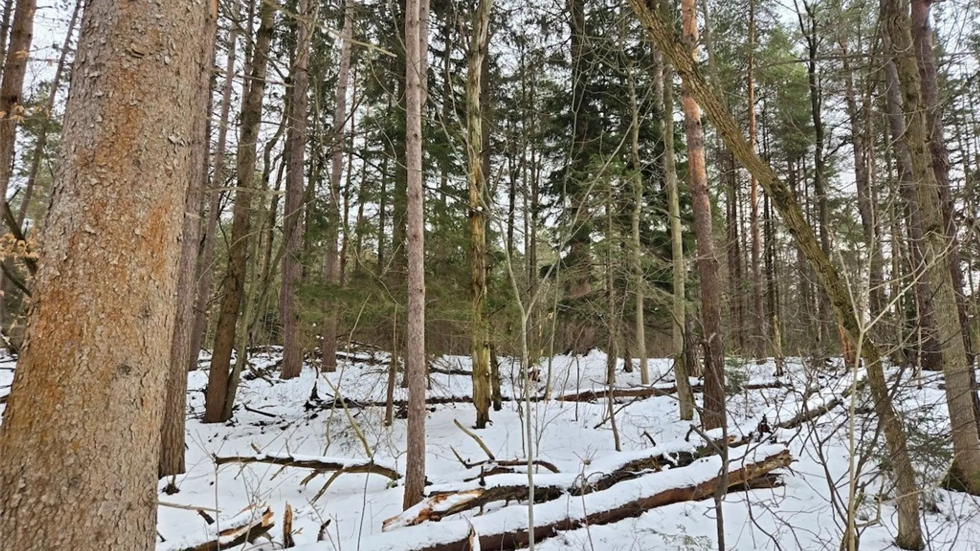 Property at Syler Road, Orangeville, NY 14569 7