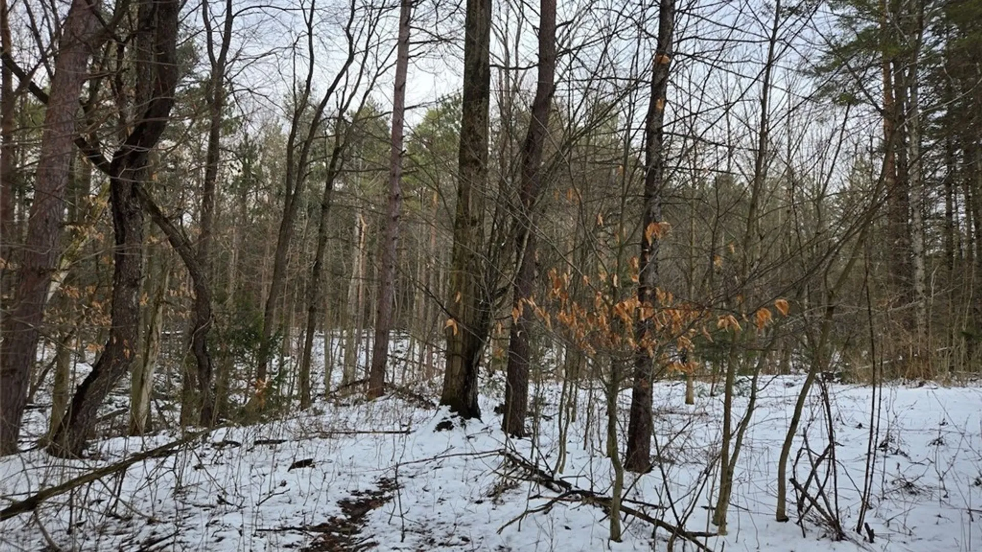 Property at Syler Road, Orangeville, NY 14569 9