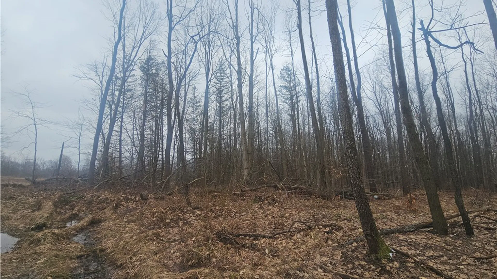 Property at Engdahl Road, Charlotte, NY 14782 33