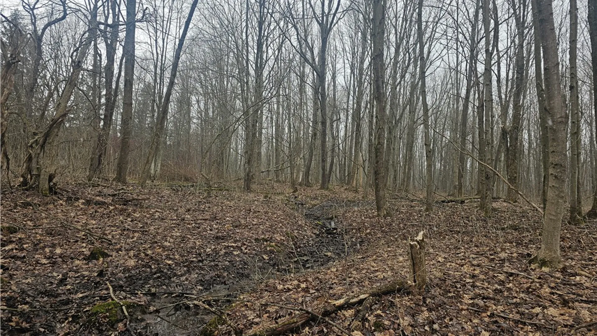 Property at Engdahl Road, Charlotte, NY 14782 37