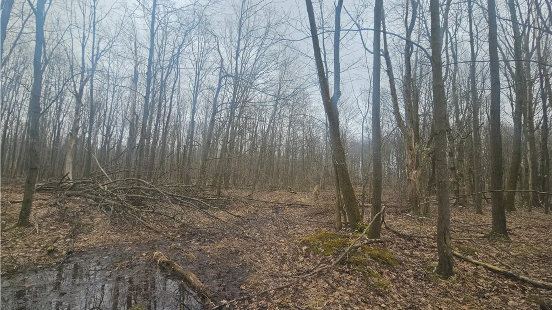 Property at Engdahl Road, Charlotte, NY 14723 33