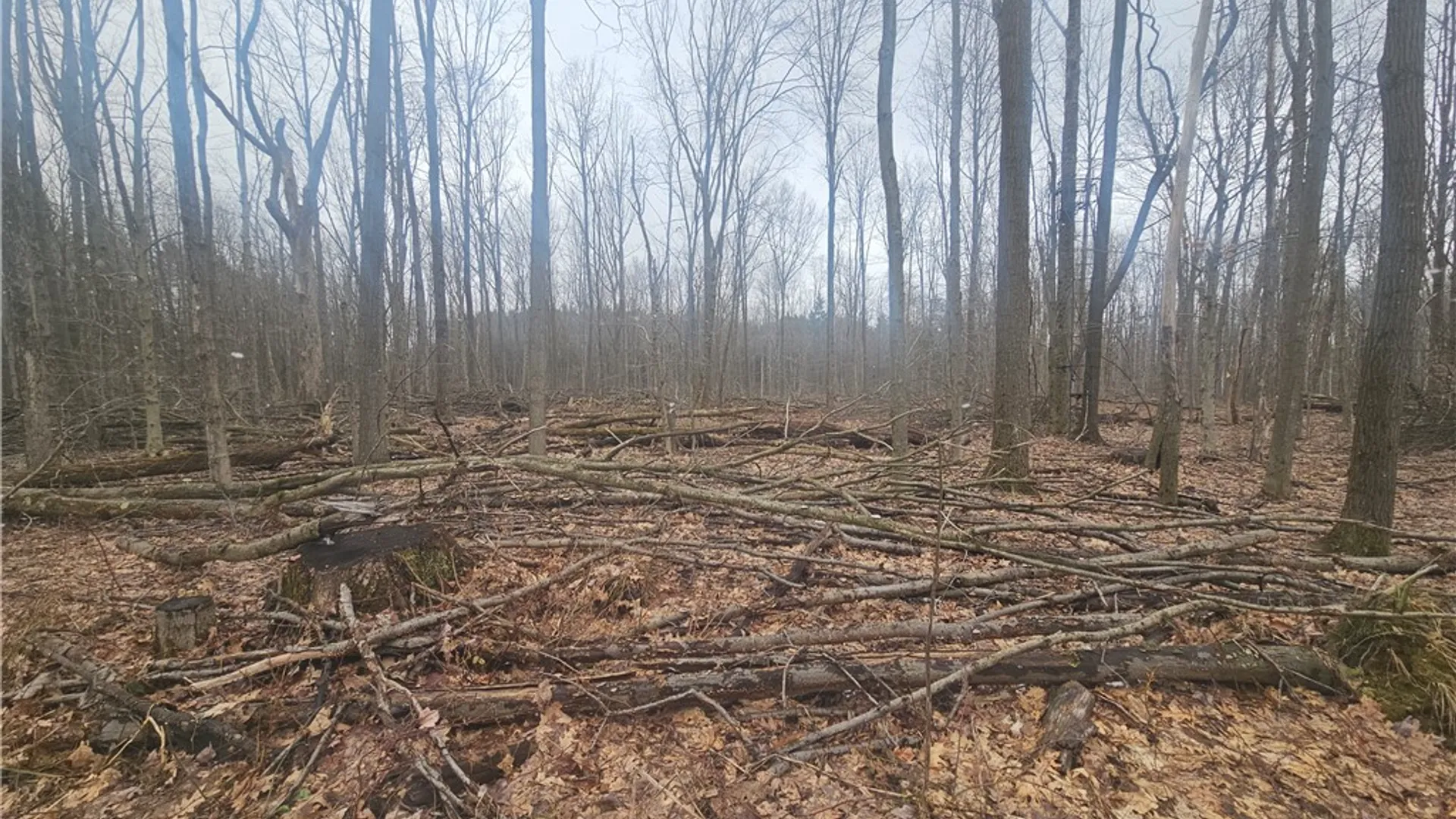 Property at Engdahl Road, Charlotte, NY 14723 35