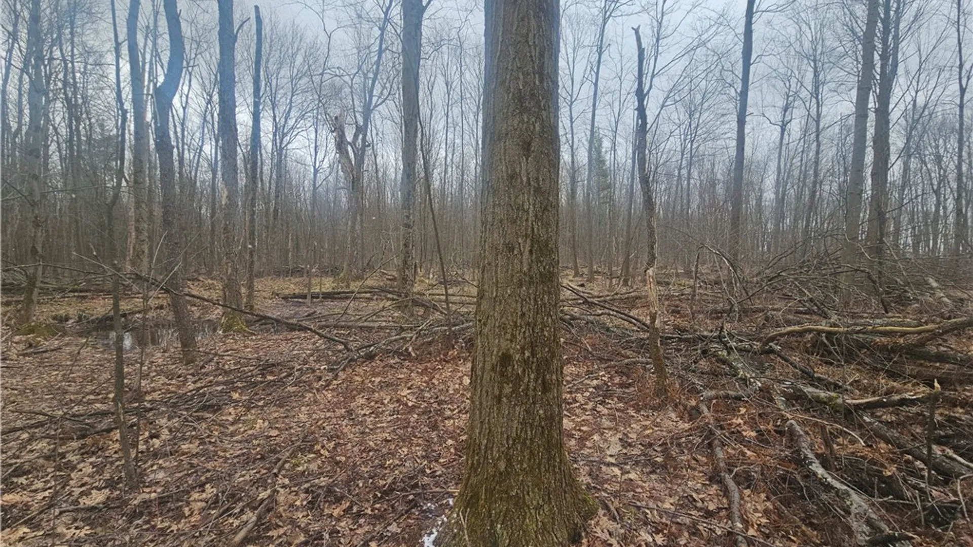 Property at Engdahl Road, Charlotte, NY 14723 38