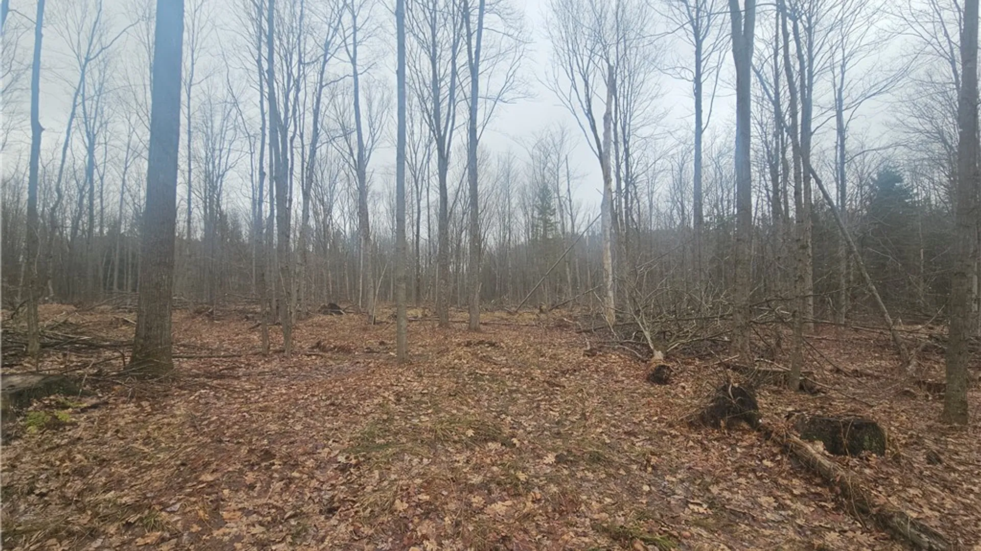 Property at Engdahl Road, Charlotte, NY 14723 39