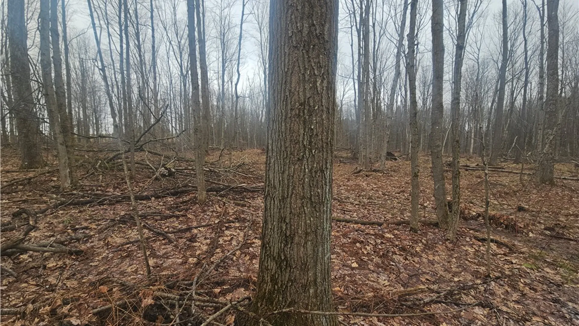 Property at Engdahl Road, Charlotte, NY 14723 40