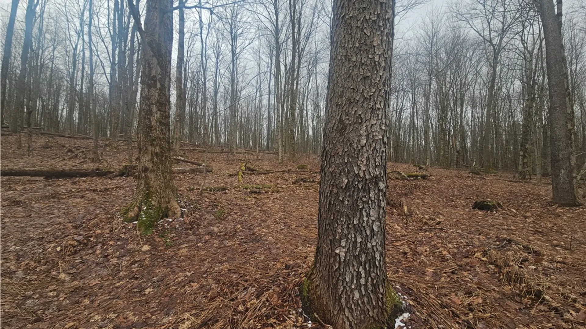 Property at Engdahl Road, Charlotte, NY 14723 26