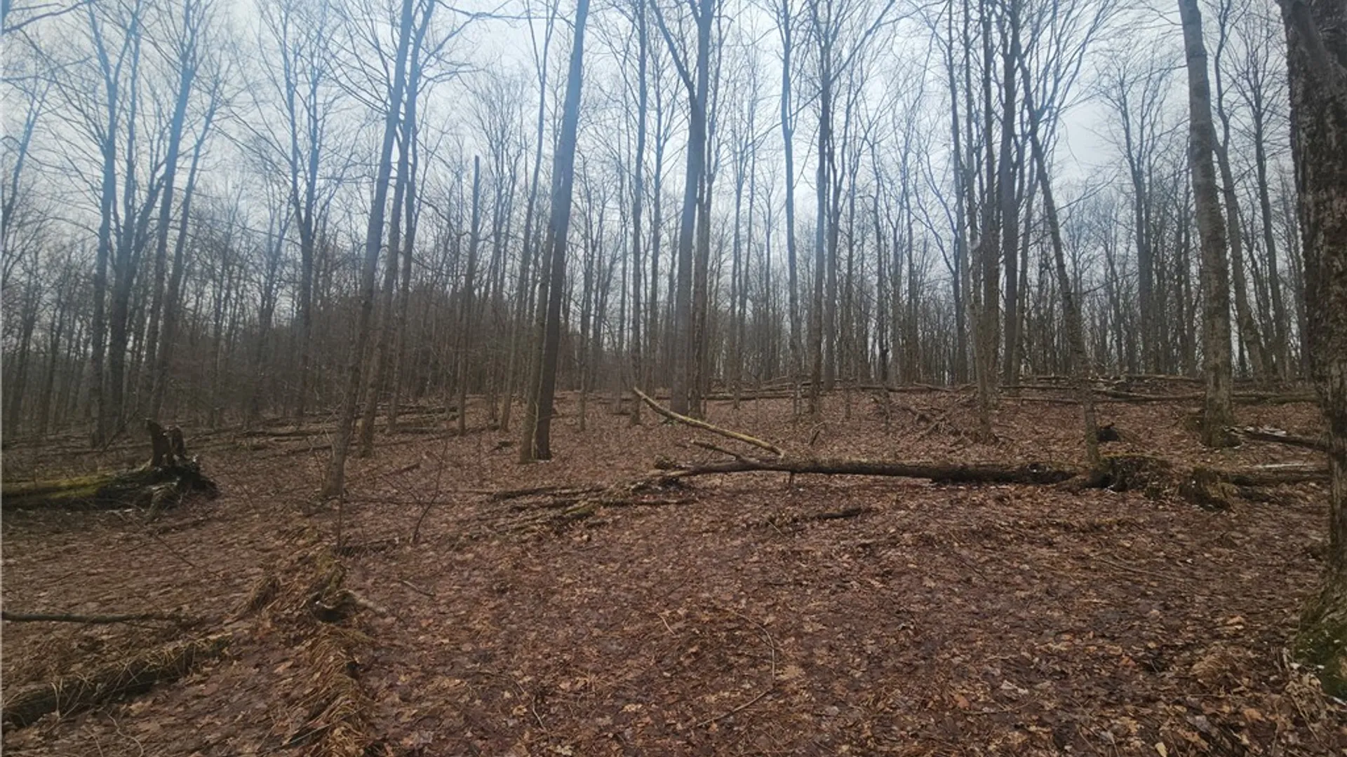 Property at Engdahl Road, Charlotte, NY 14723 27