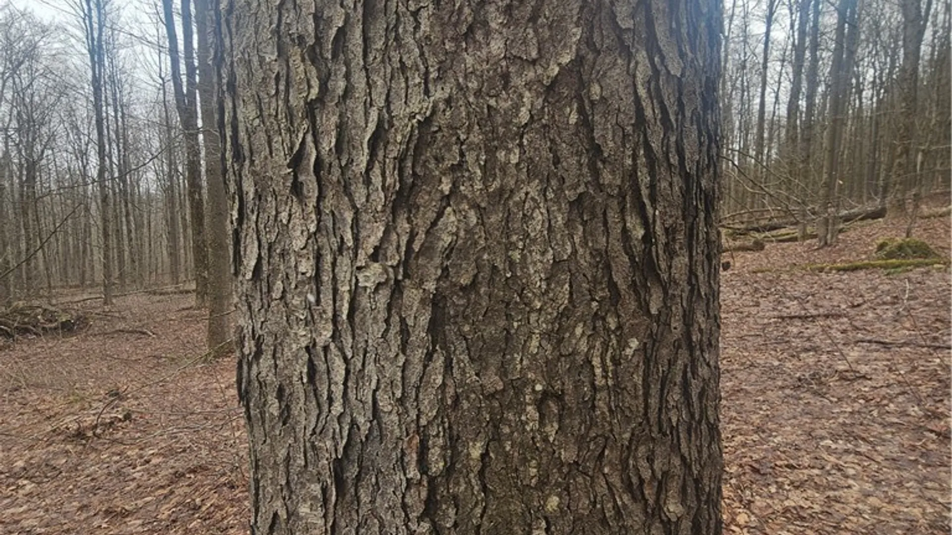 Property at Engdahl Road, Charlotte, NY 14723 28