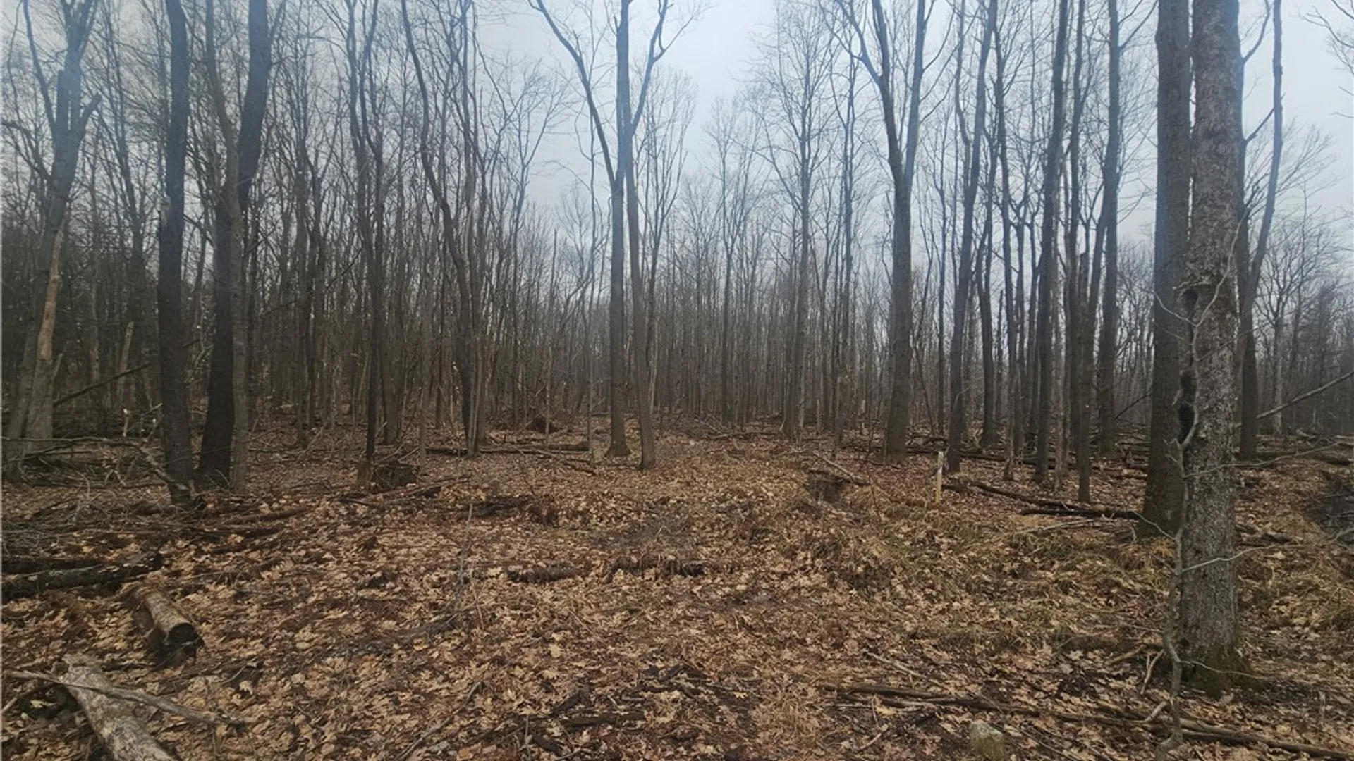 Property at Engdahl Road, Charlotte, NY 14723 34