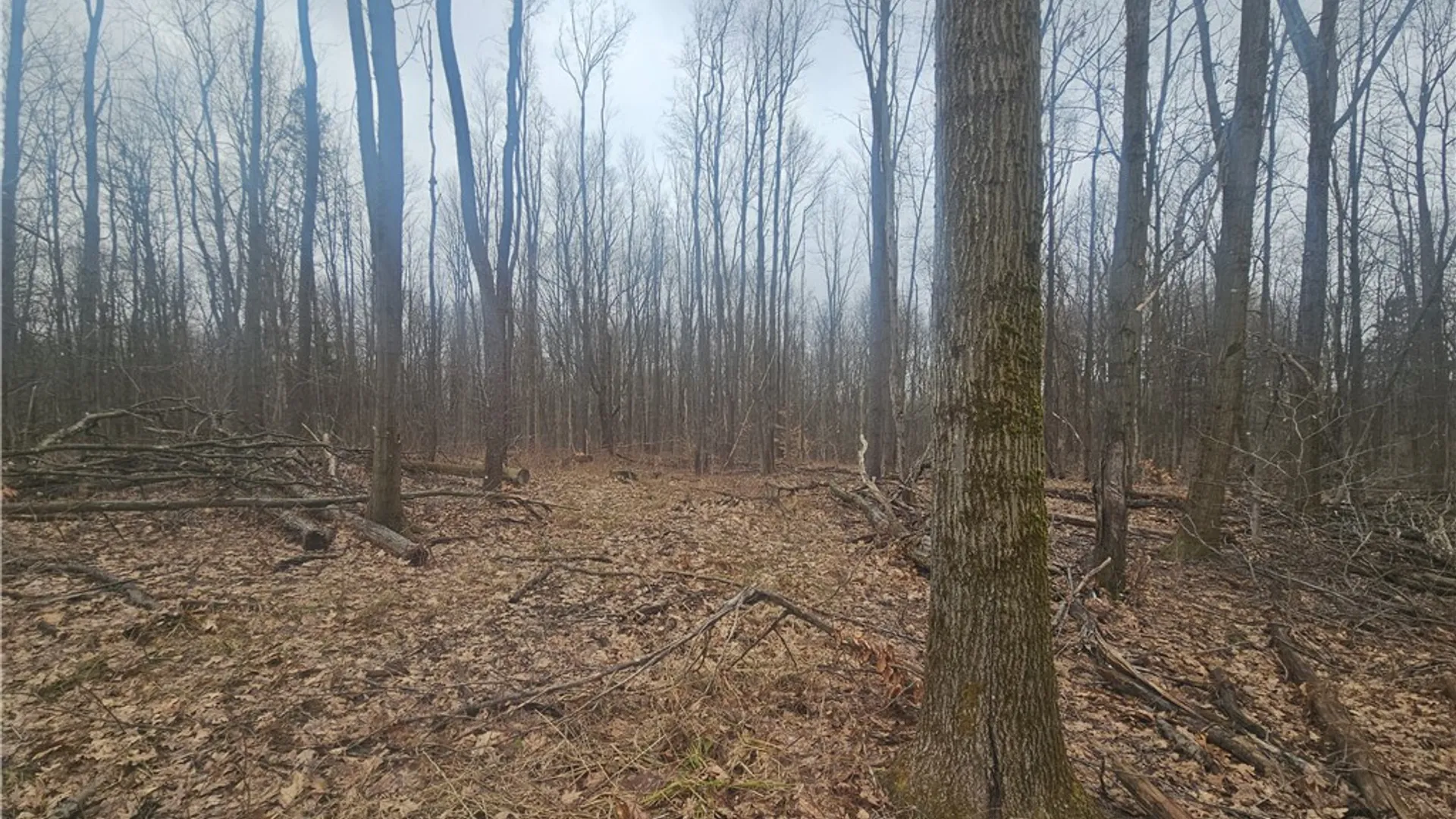 Property at Engdahl Road, Charlotte, NY 14723 35