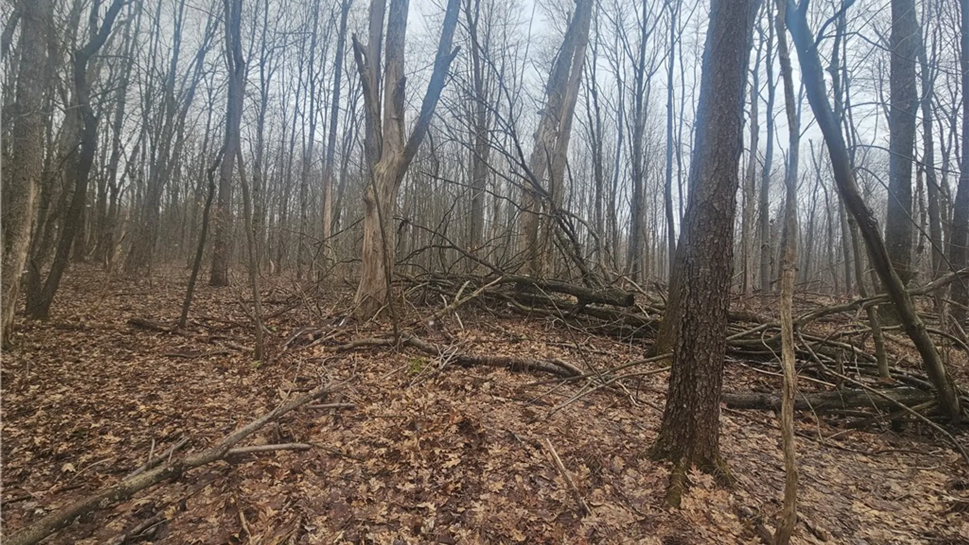 Property at Engdahl Road, Charlotte, NY 14723 36