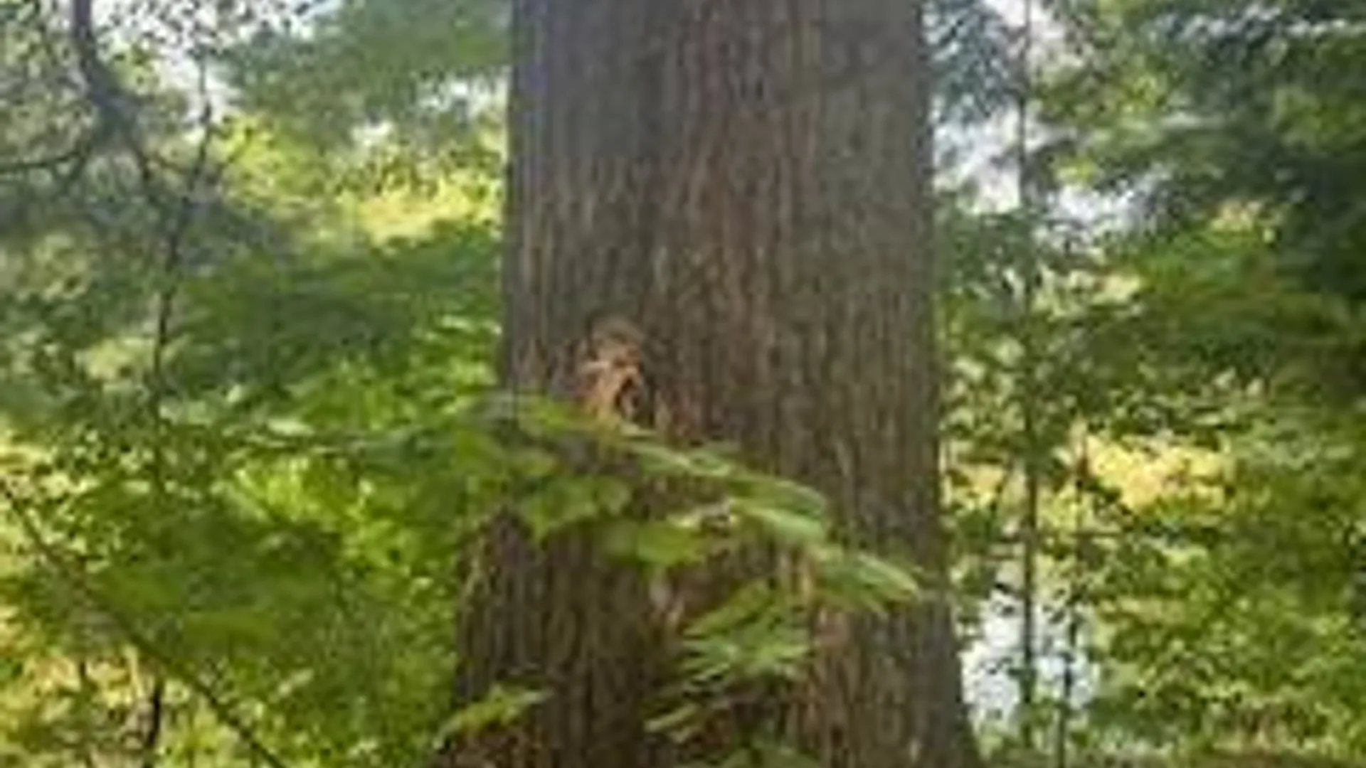 Property at 0 Garrison Rd, Pitcairn, NY 13648 10