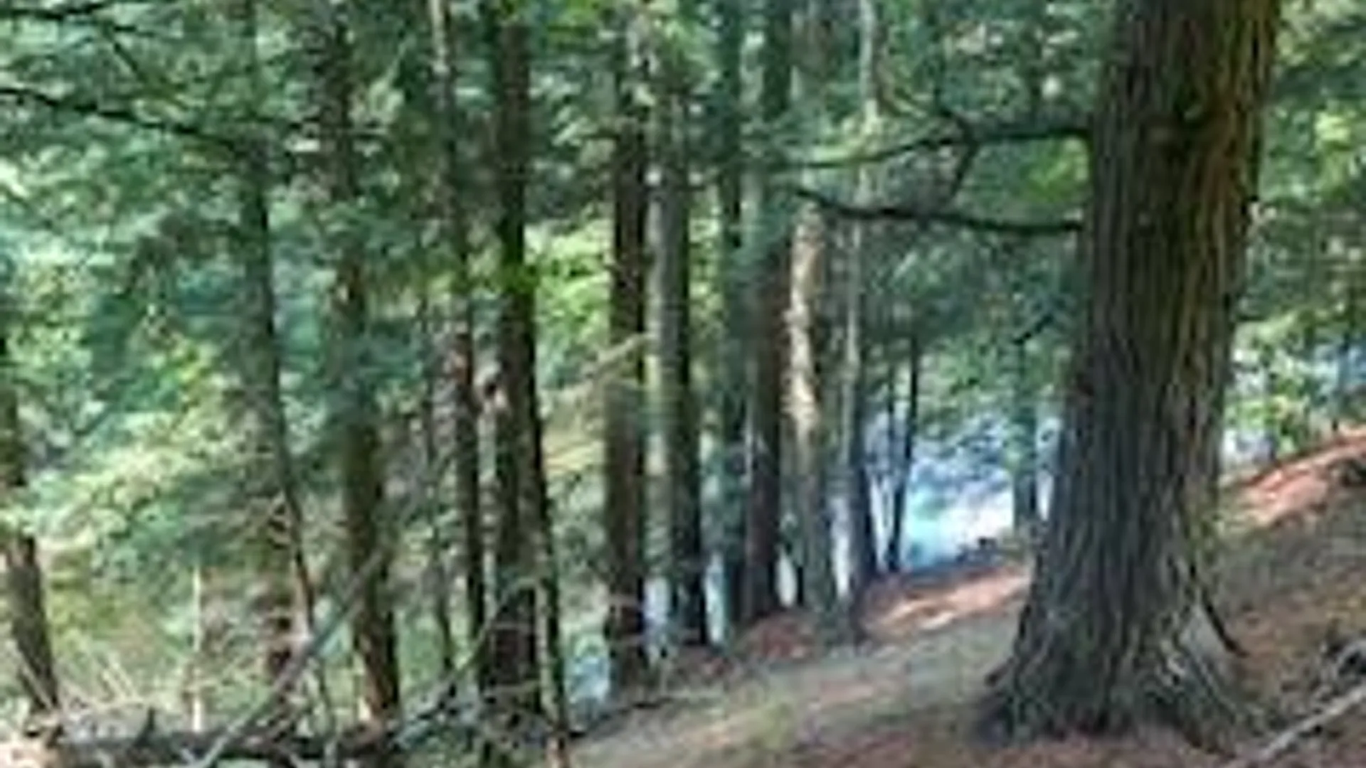 Property at 0 Garrison Rd, Pitcairn, NY 13648 7