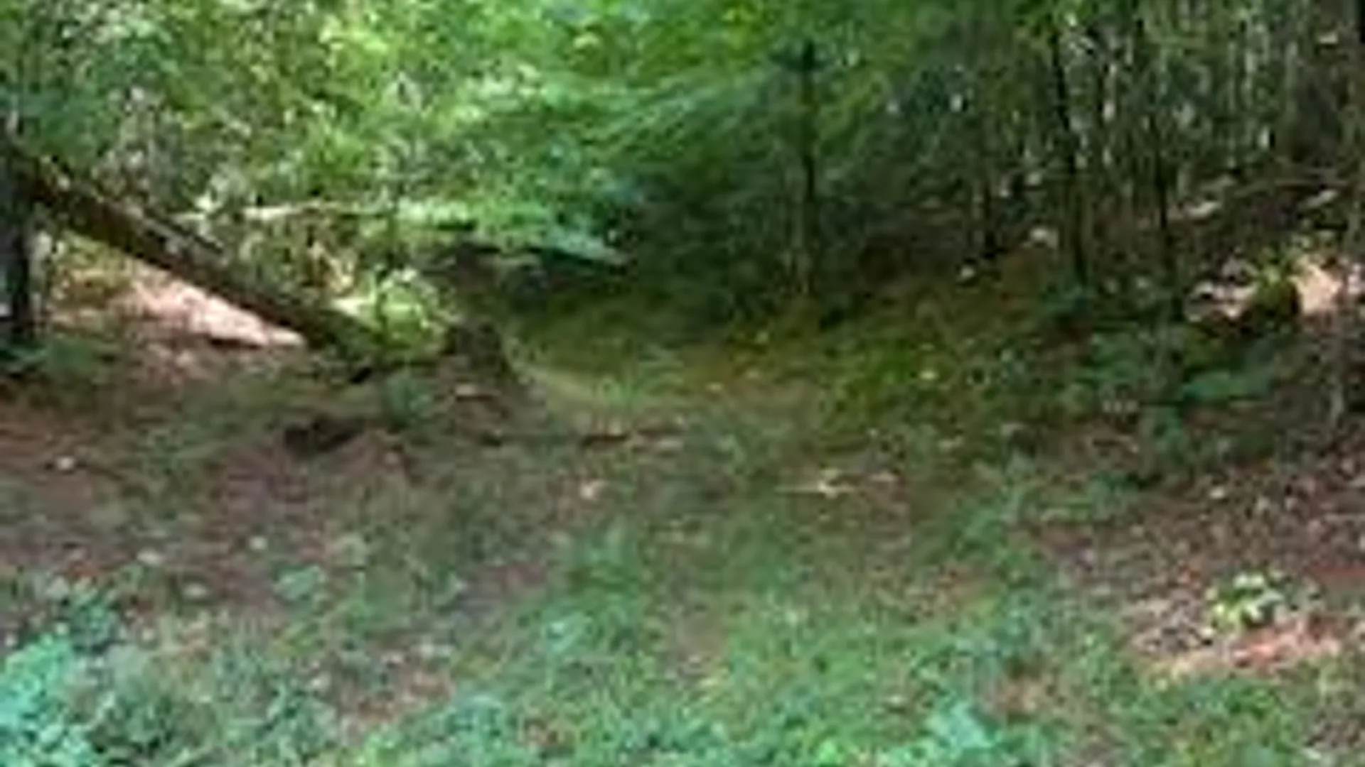 Property at 0 Garrison Rd, Pitcairn, NY 13648 9