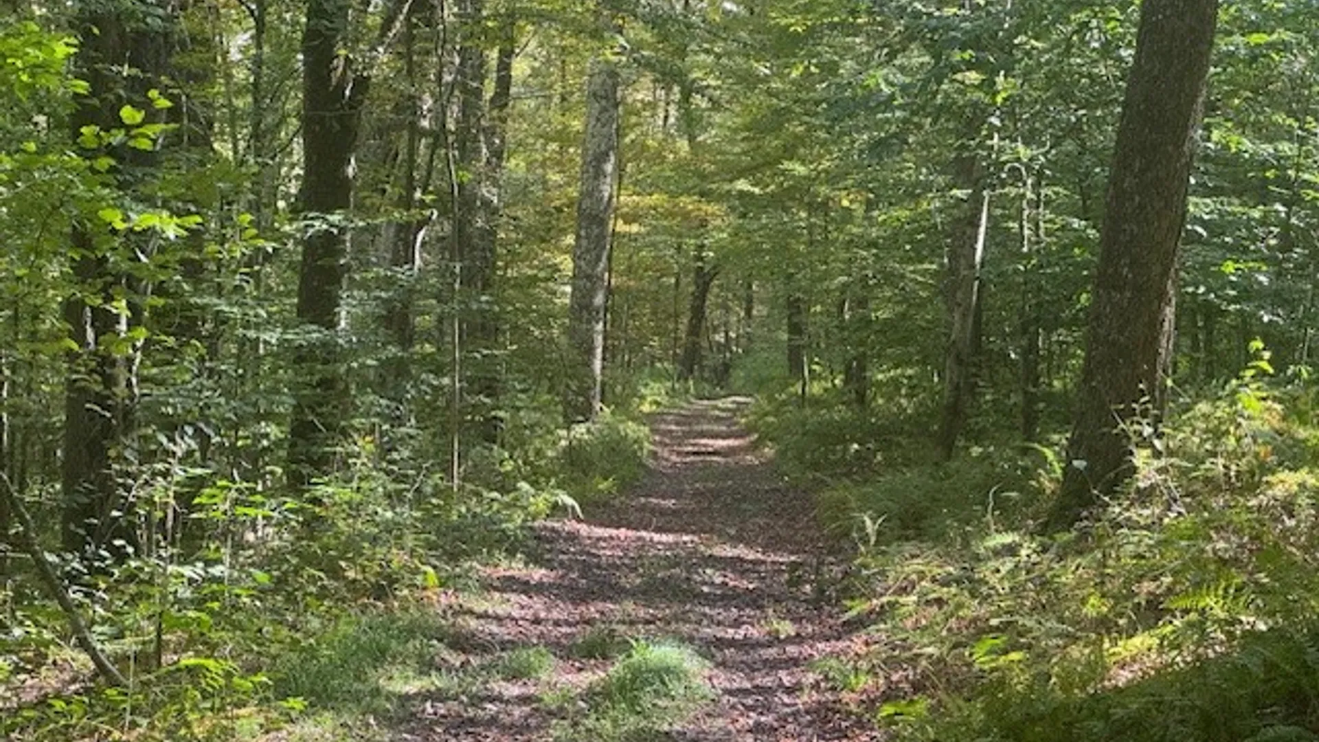 Property at 815 Covert Hollow Road, Hamden, NY 13782 38