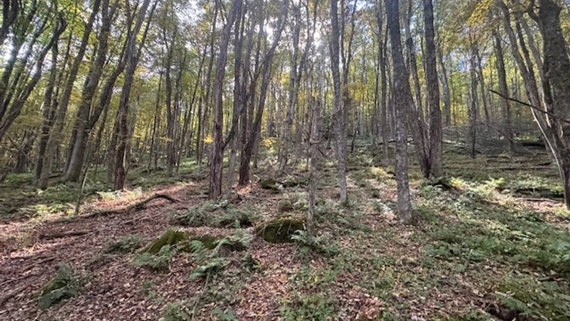 Property at 815 Covert Hollow Road, Hamden, NY 13782 42