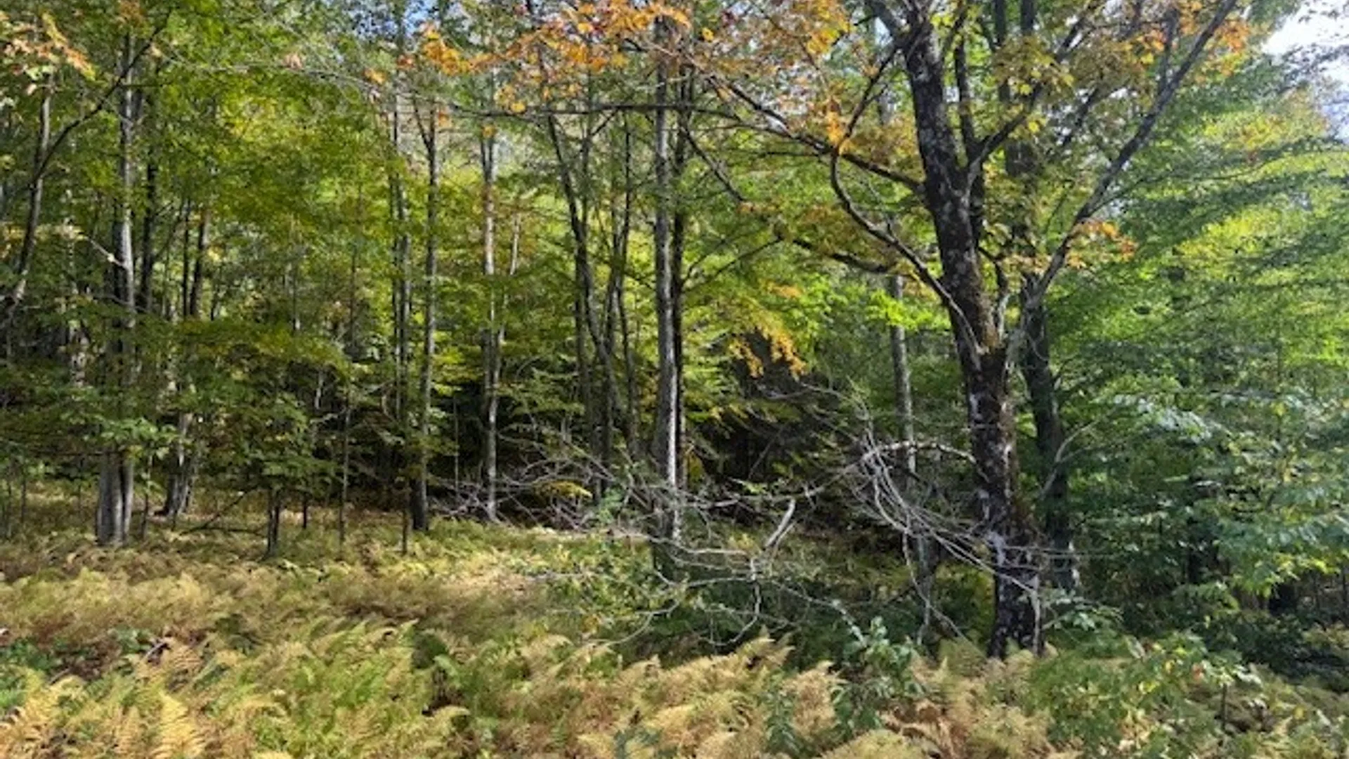 Property at 815 Covert Hollow Road, Hamden, NY 13782 46