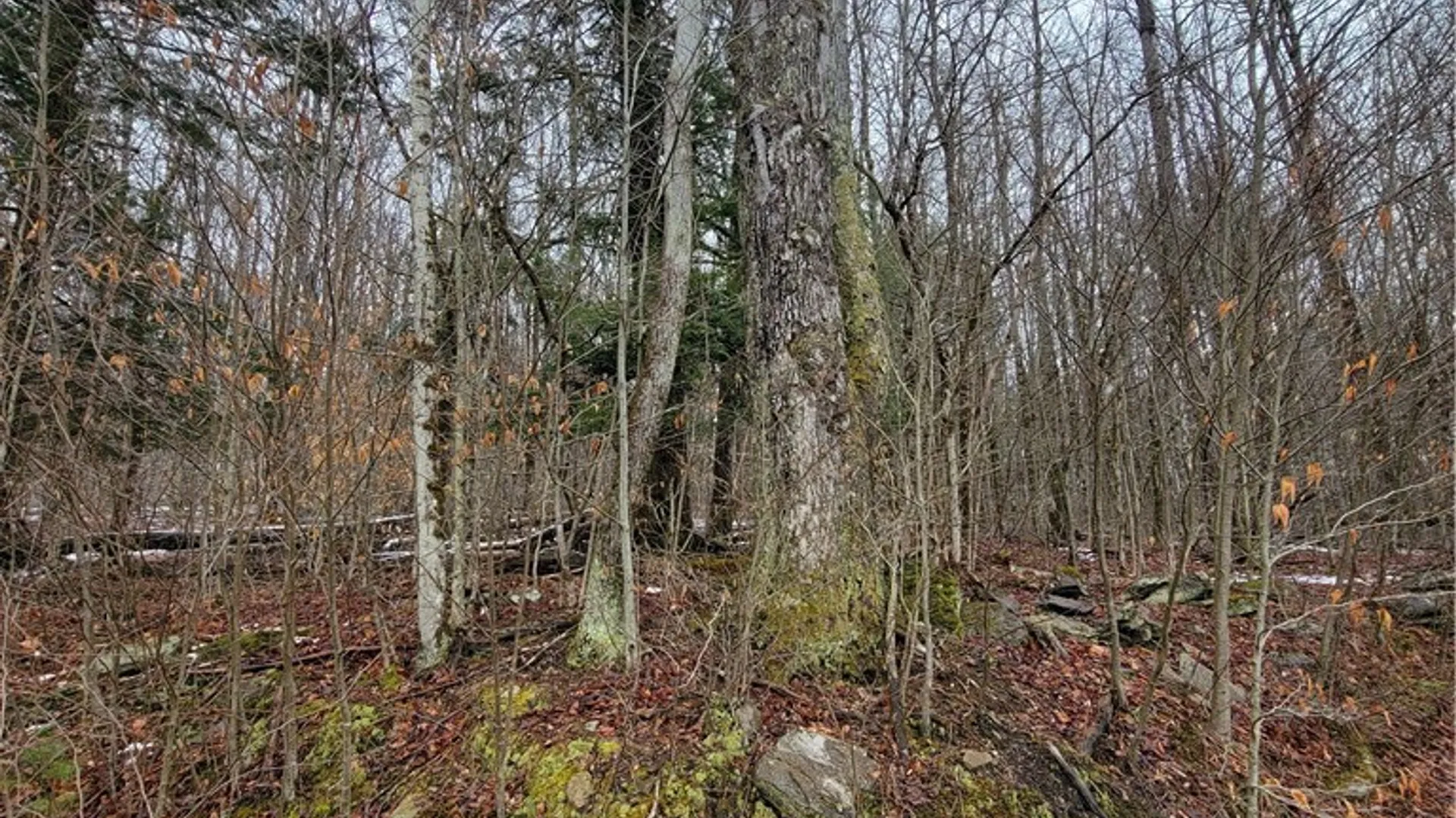 Property at 0 Schlafer Road, Guilford, NY 13780 2
