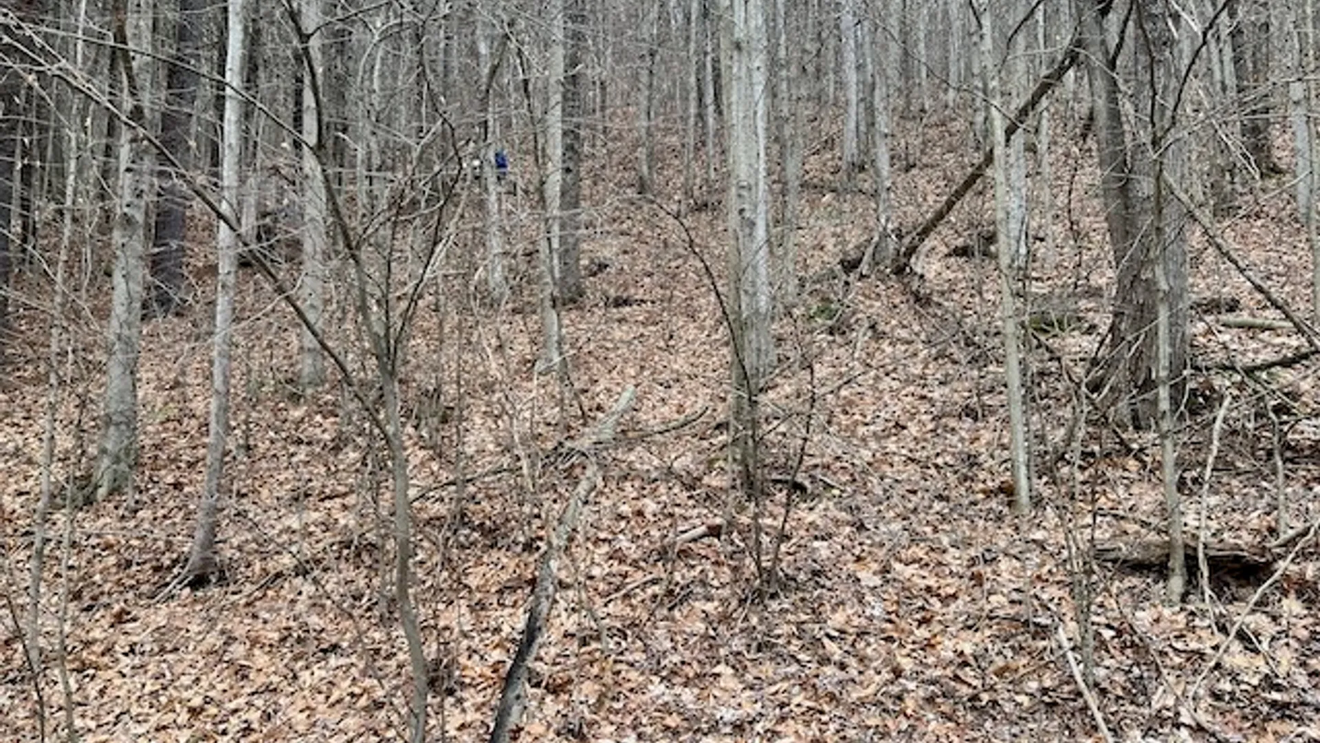 Property at 0 State Route 34, Van Etten, NY 14889 2