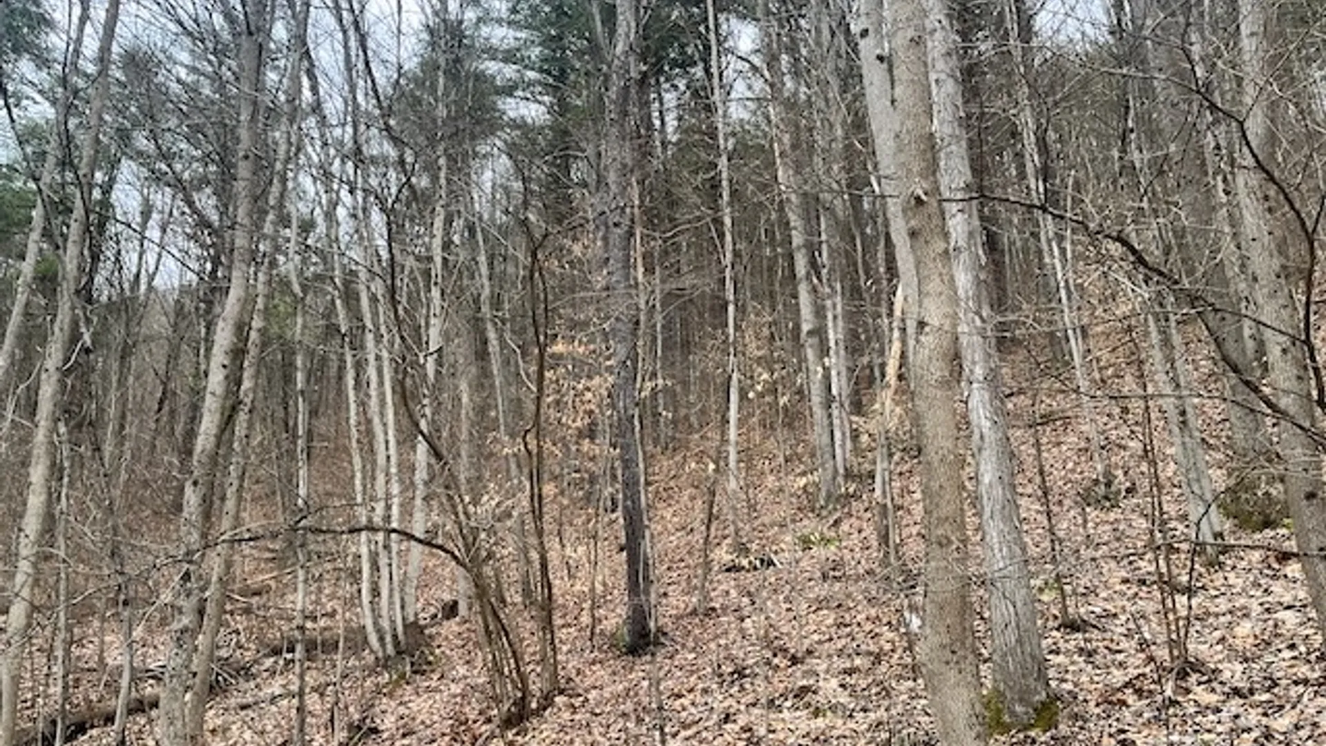 Property at 0 State Route 34, Van Etten, NY 14889 4