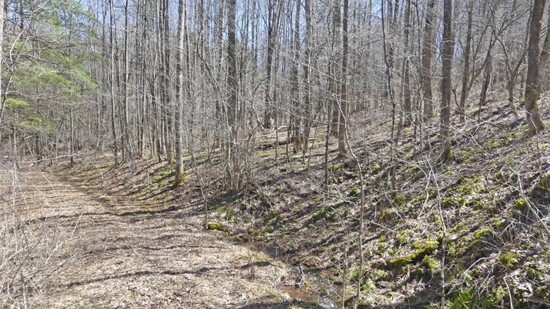 Property at 5565 Beech Hill Road, Andes, NY 13731 11