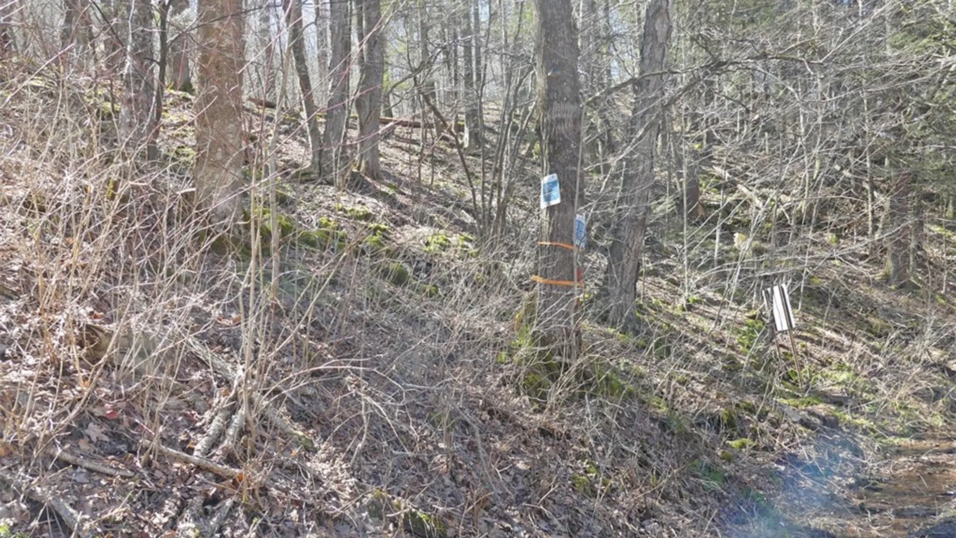 Property at 5565 Beech Hill Road, Andes, NY 13731 13