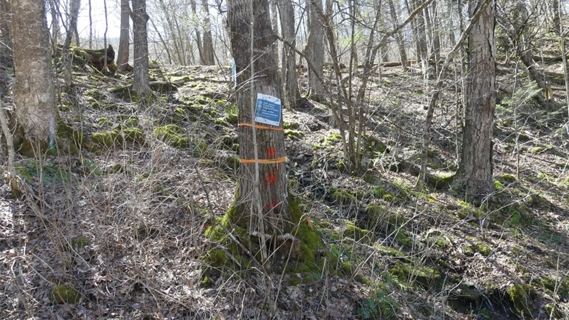 Property at 5565 Beech Hill Road, Andes, NY 13731 14