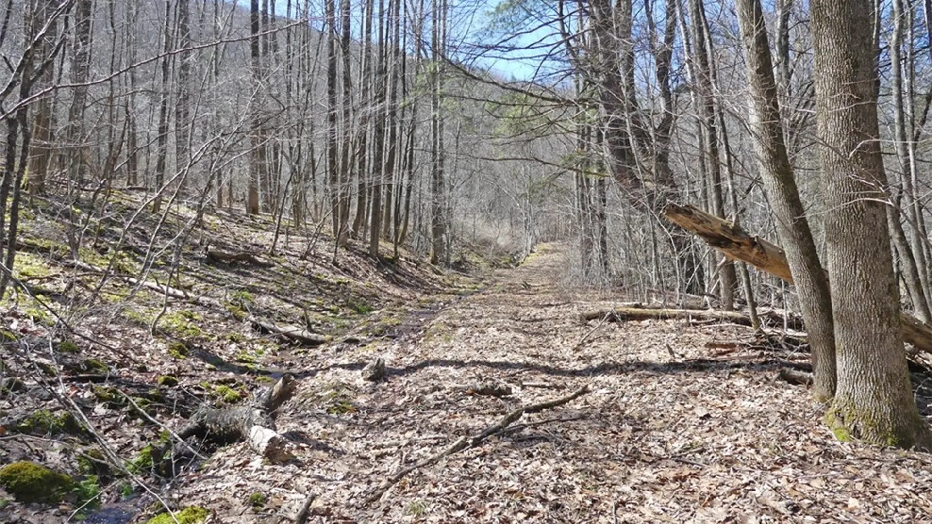 Property at 5565 Beech Hill Road, Andes, NY 13731 2