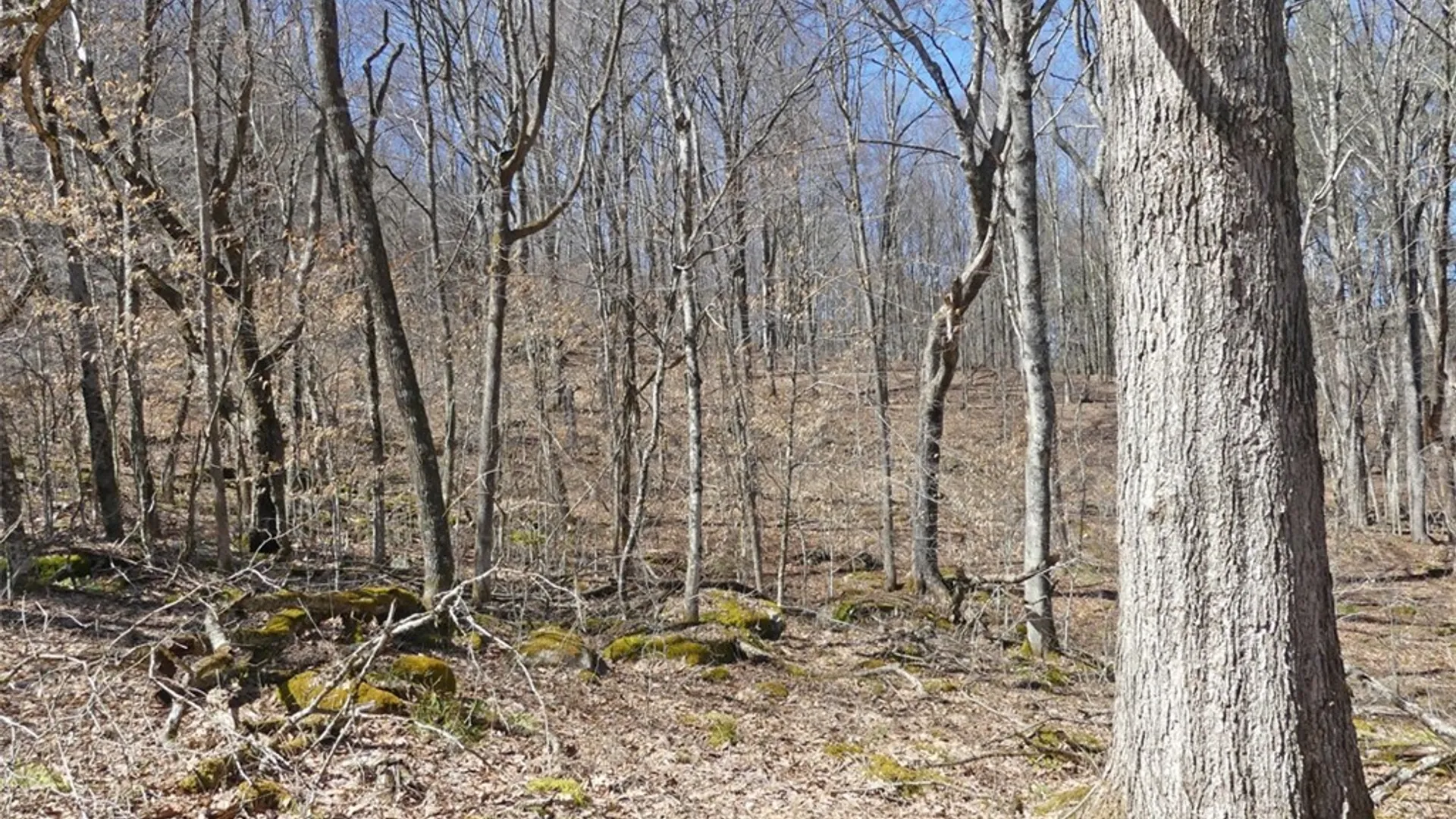 Property at 5565 Beech Hill Road, Andes, NY 13731 6