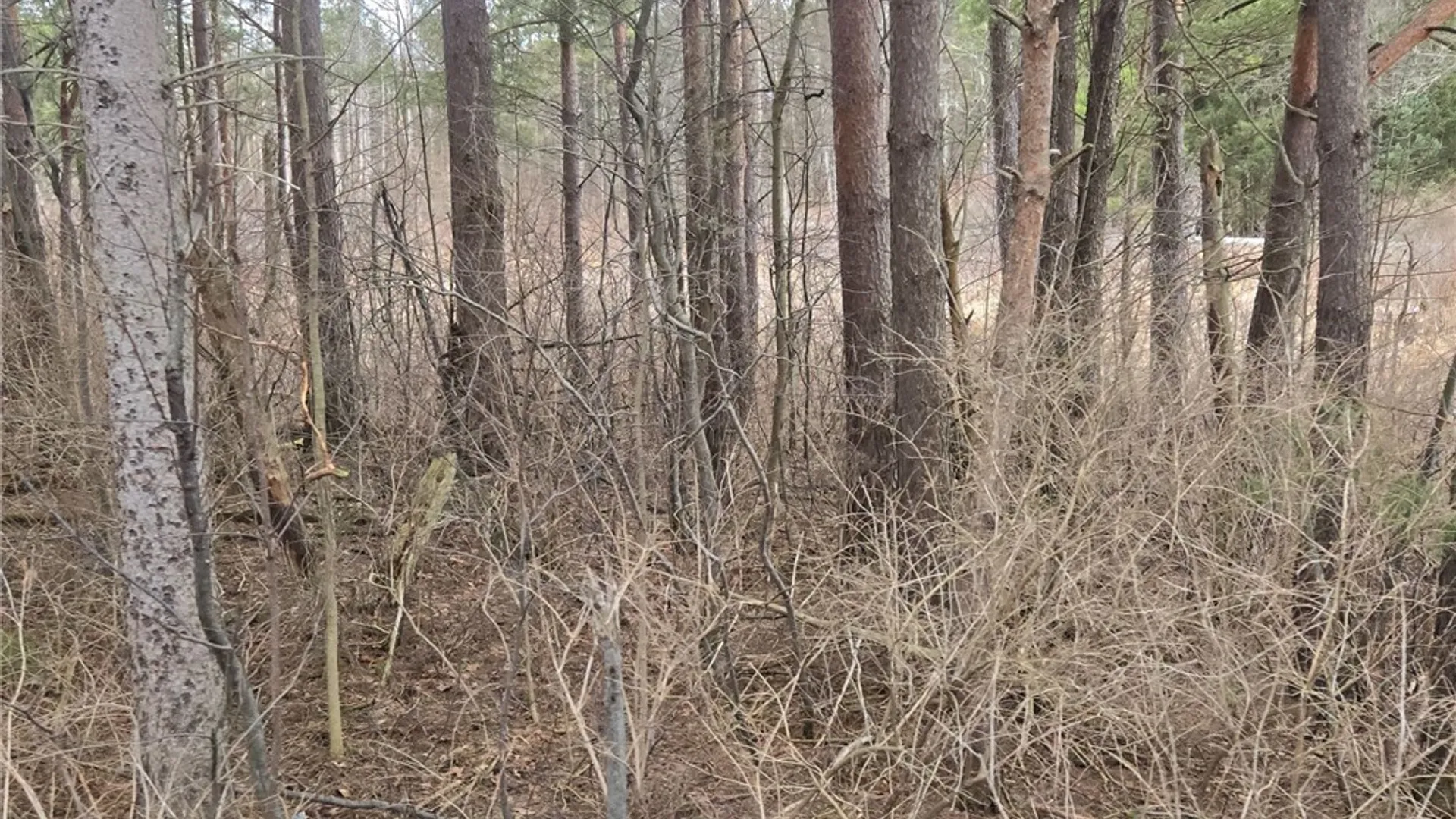 Property at Hardys Road, Gainesville, NY 14066 10