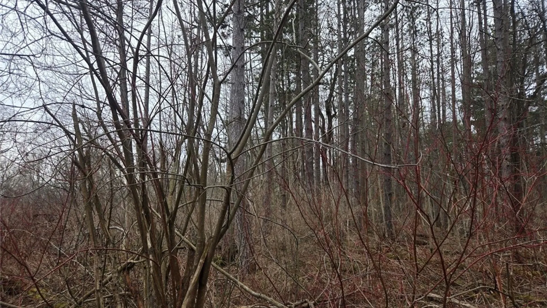 Property at Hardys Road, Gainesville, NY 14066 12