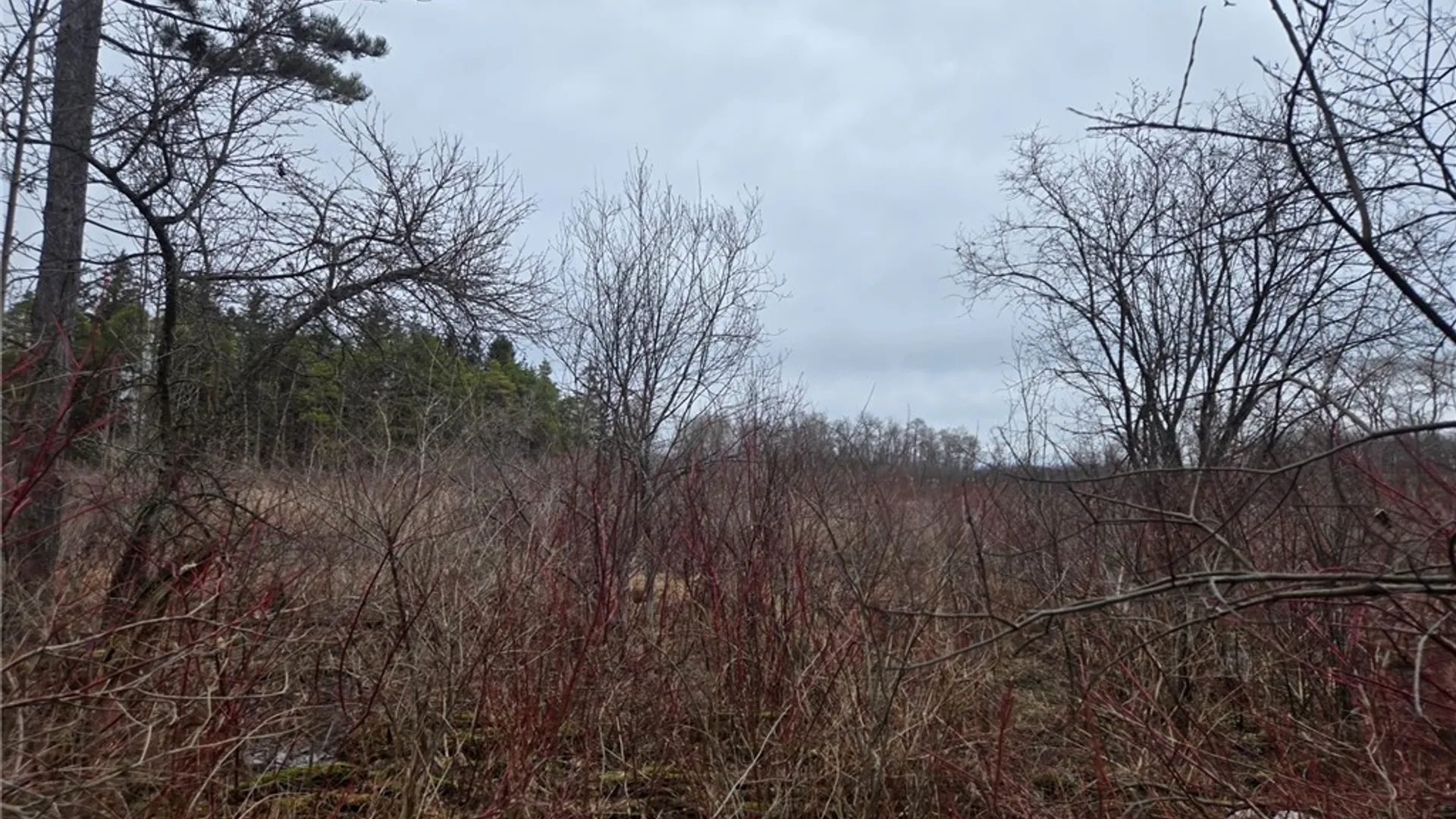 Property at Hardys Road, Gainesville, NY 14066 13