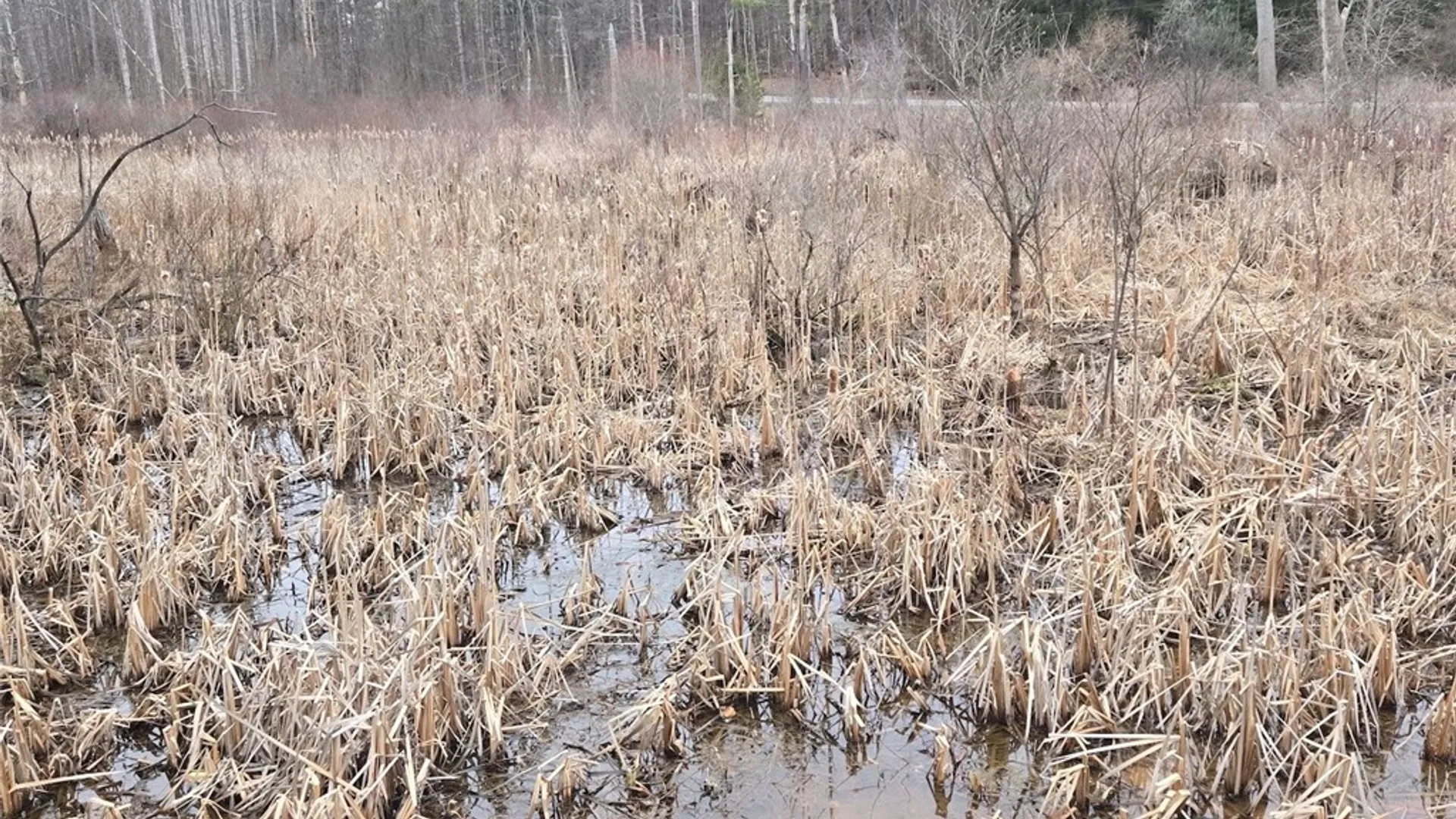 Property at Hardys Road, Gainesville, NY 14066 18