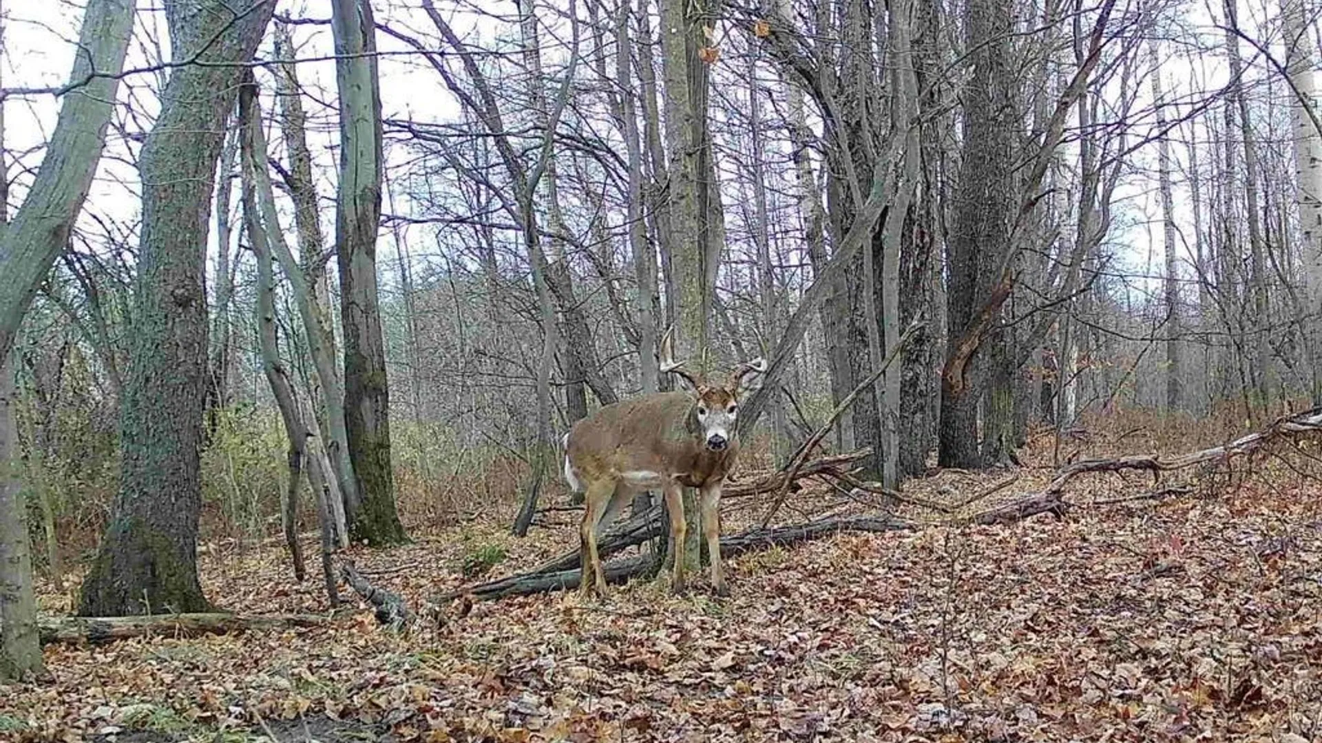 Property at Hardys Road, Gainesville, NY 14066 3